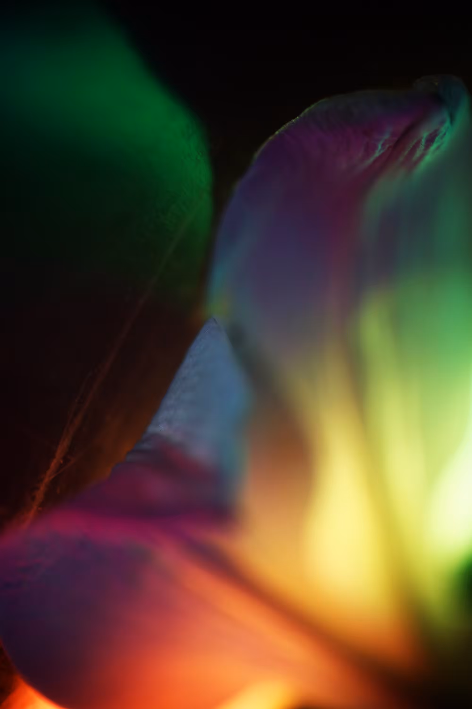 Lilium-vacum_05