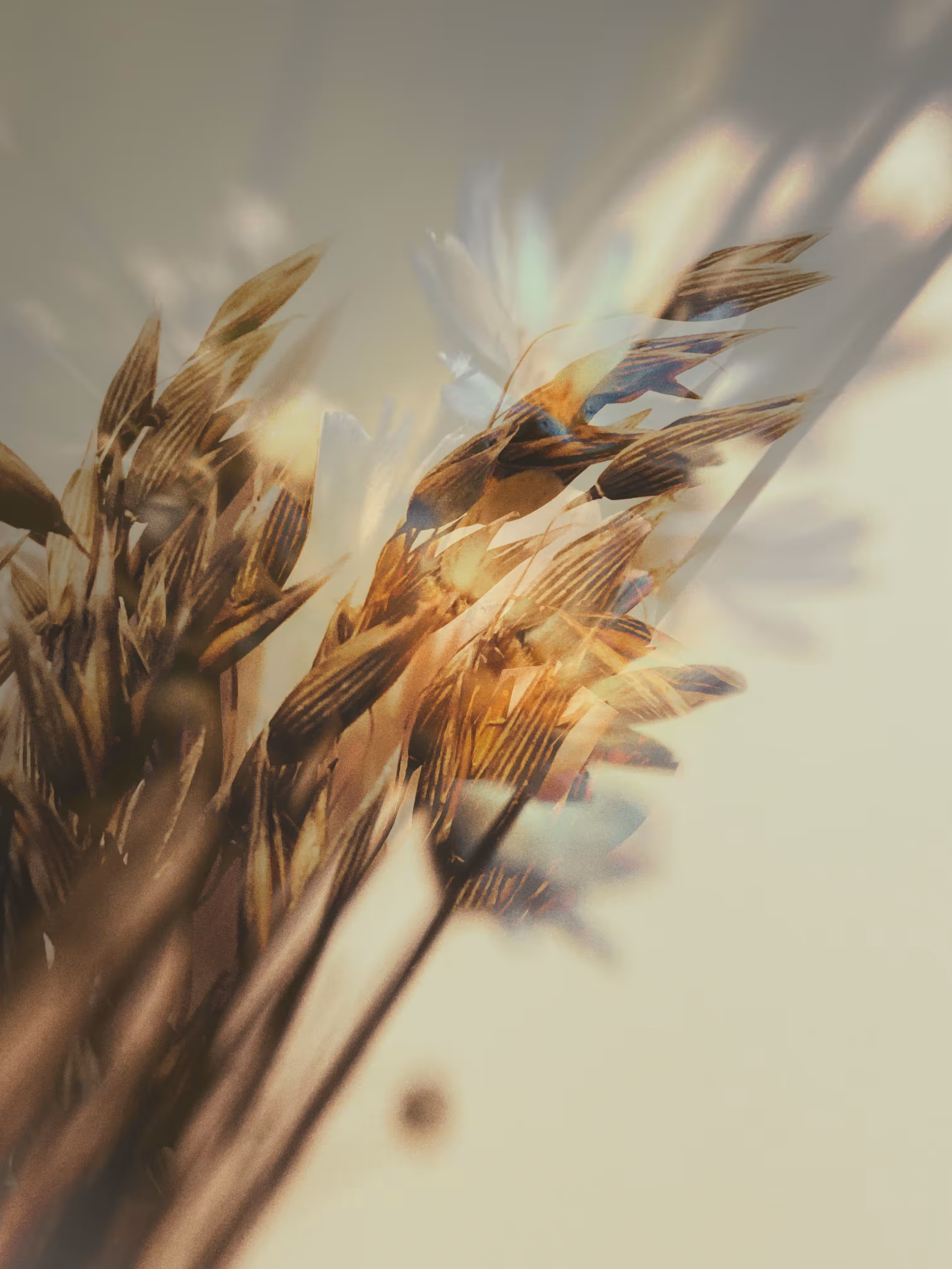 🌾The Field of Dreams: on the Wind 💛