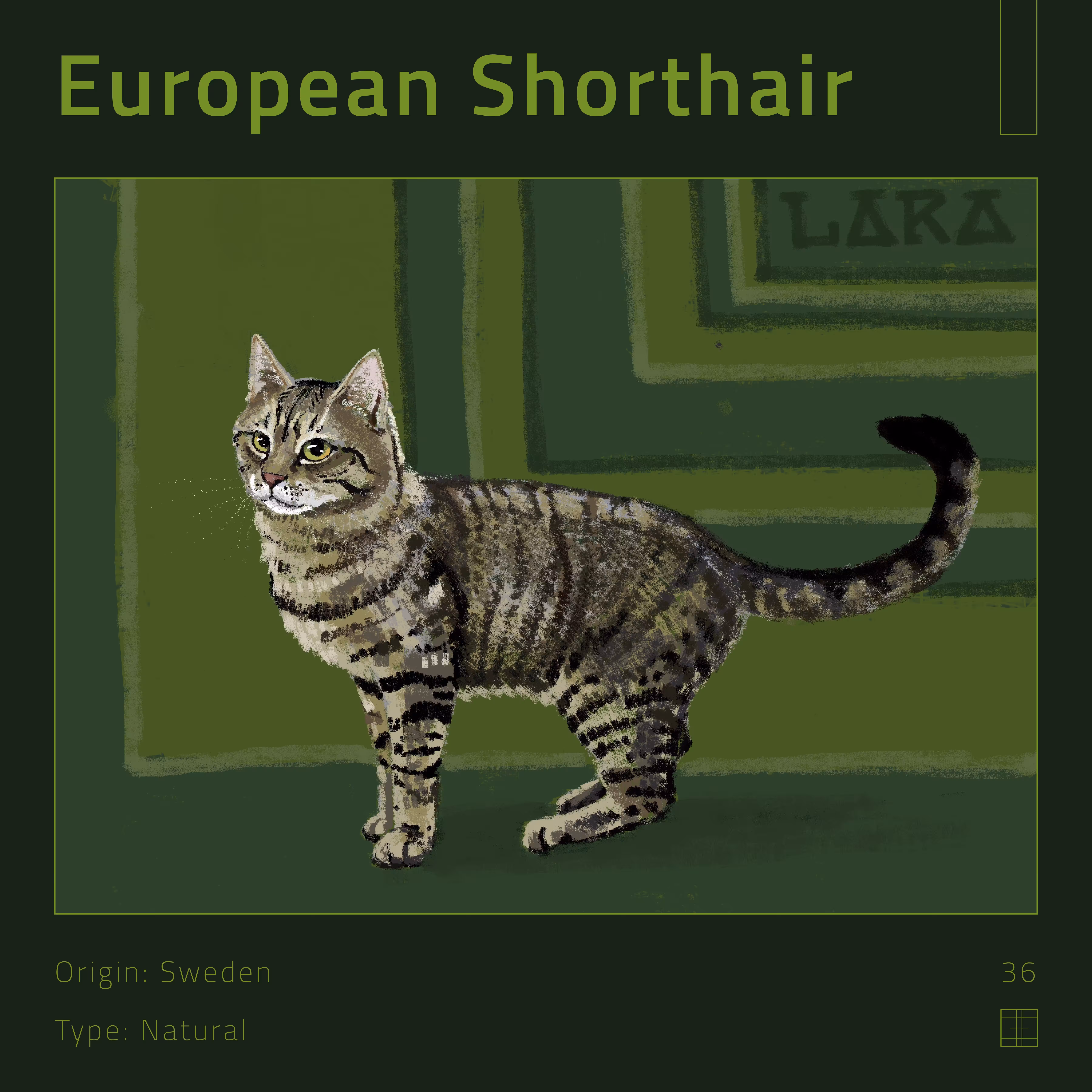 36 – European Shorthair