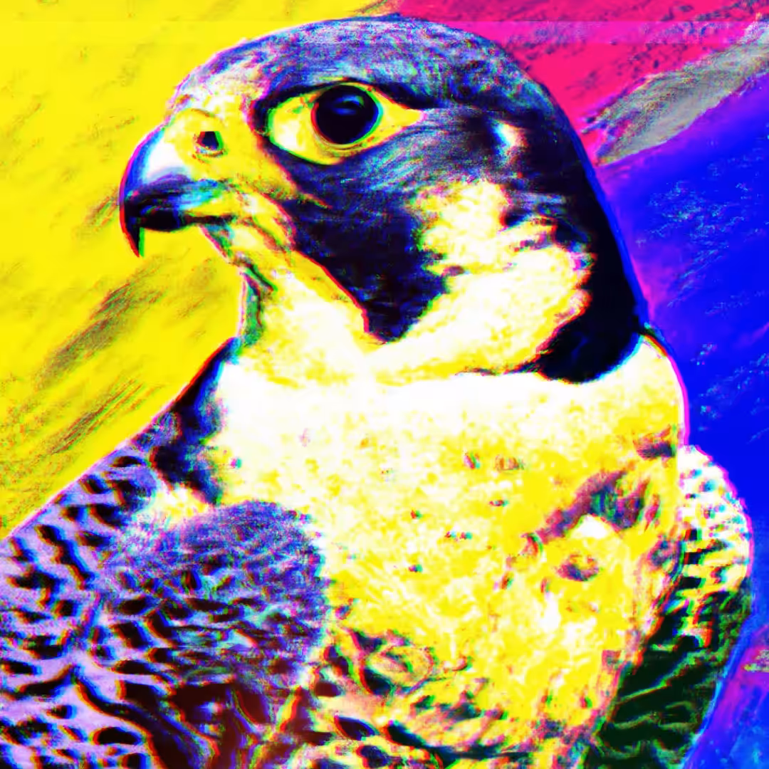 PEREGRINE FALCON - SA#017