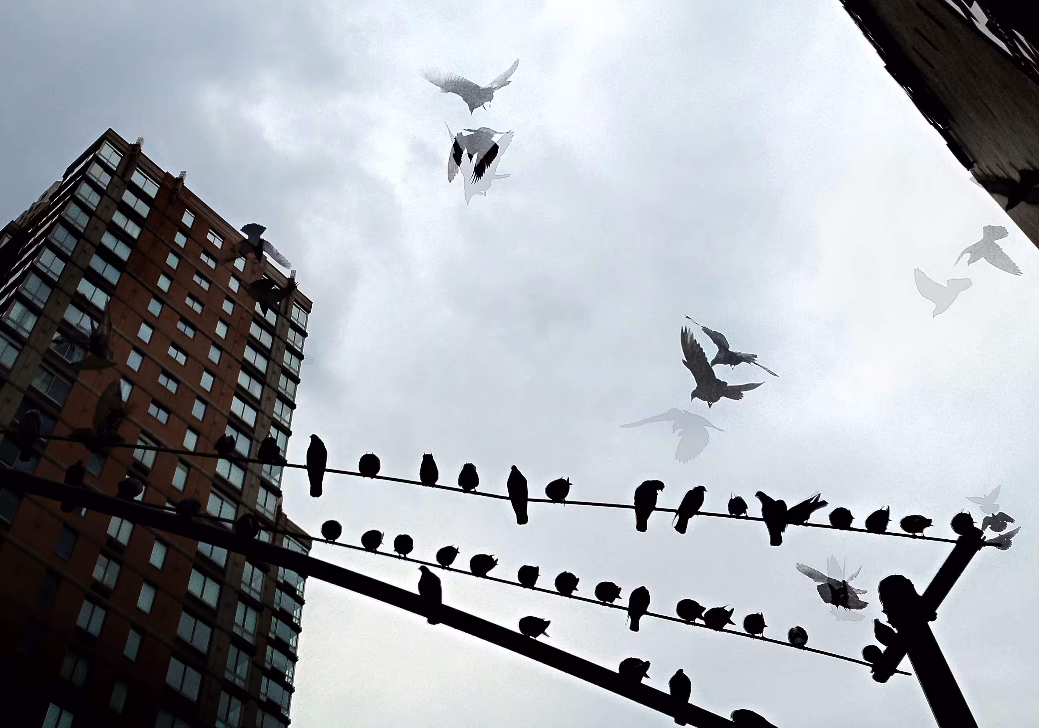 This City Is For The Birds