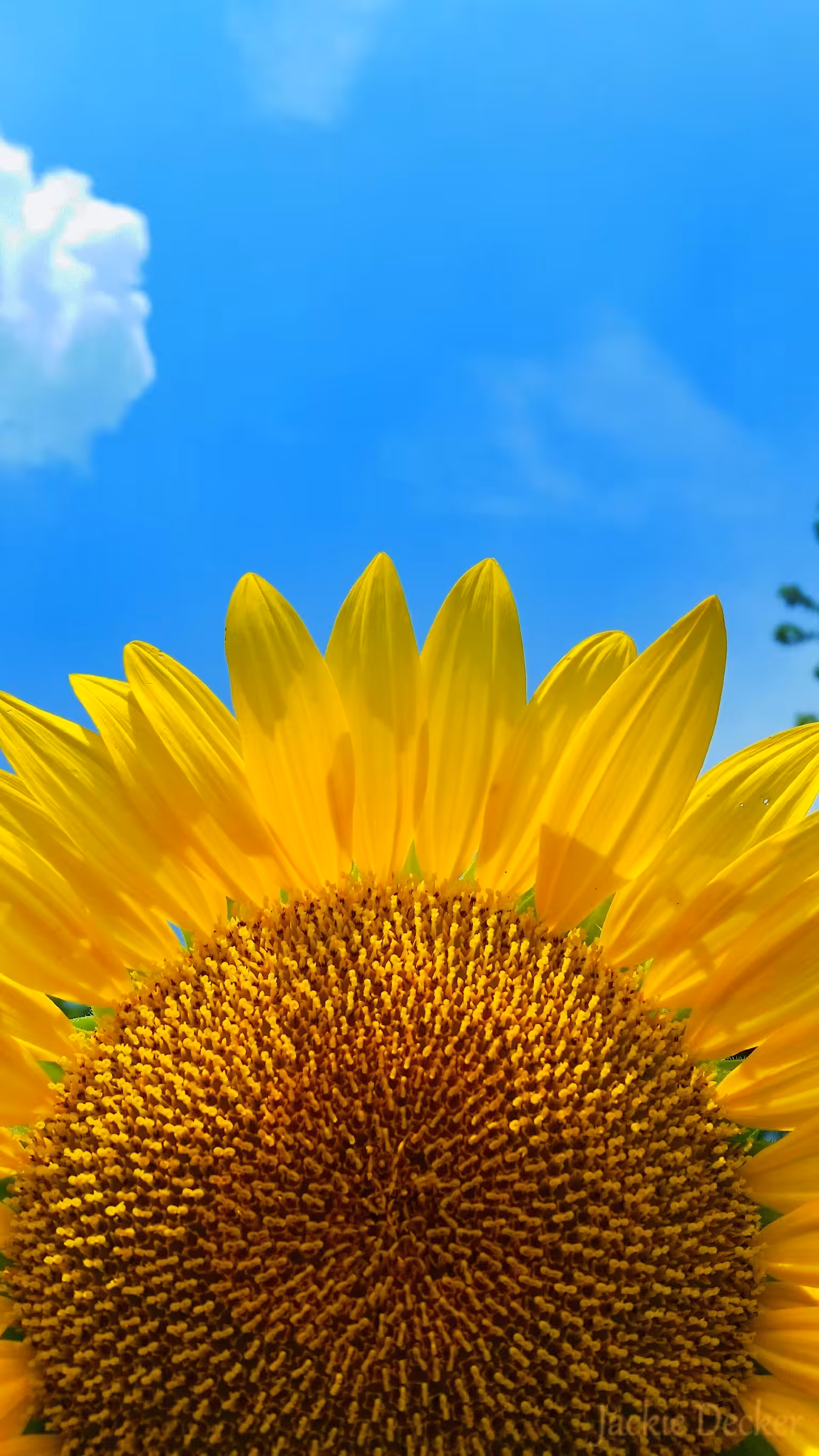Sunflower 1