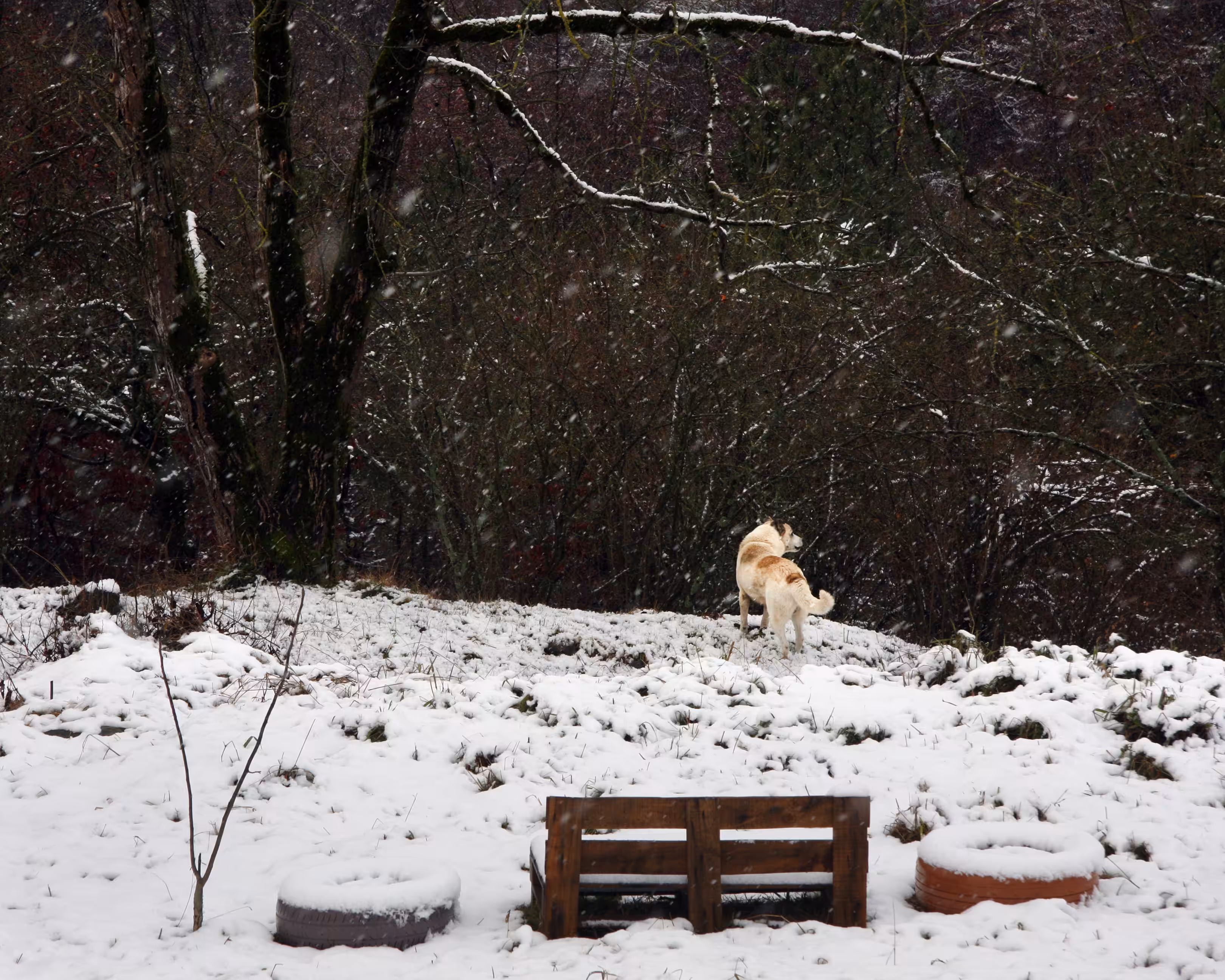 Mr.White in White