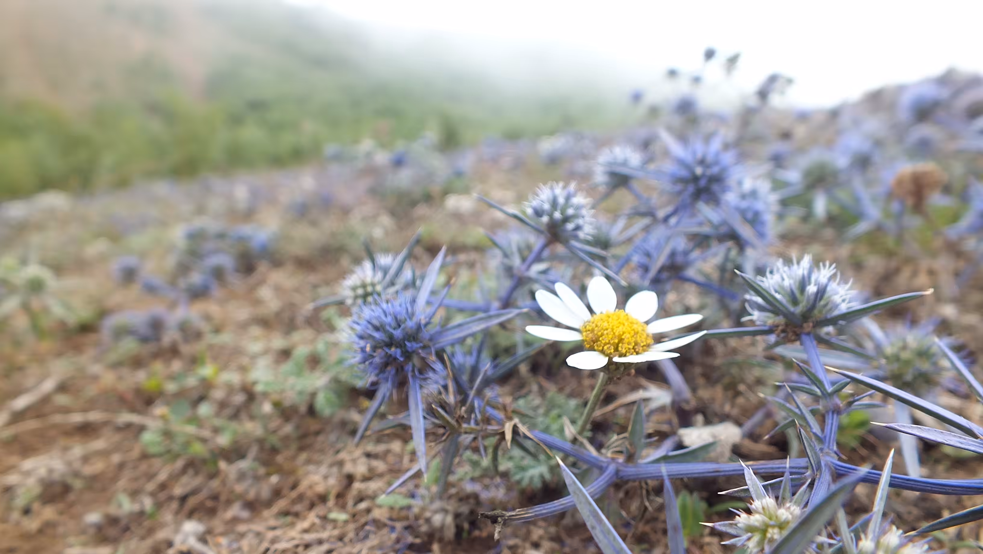 Mountain flower