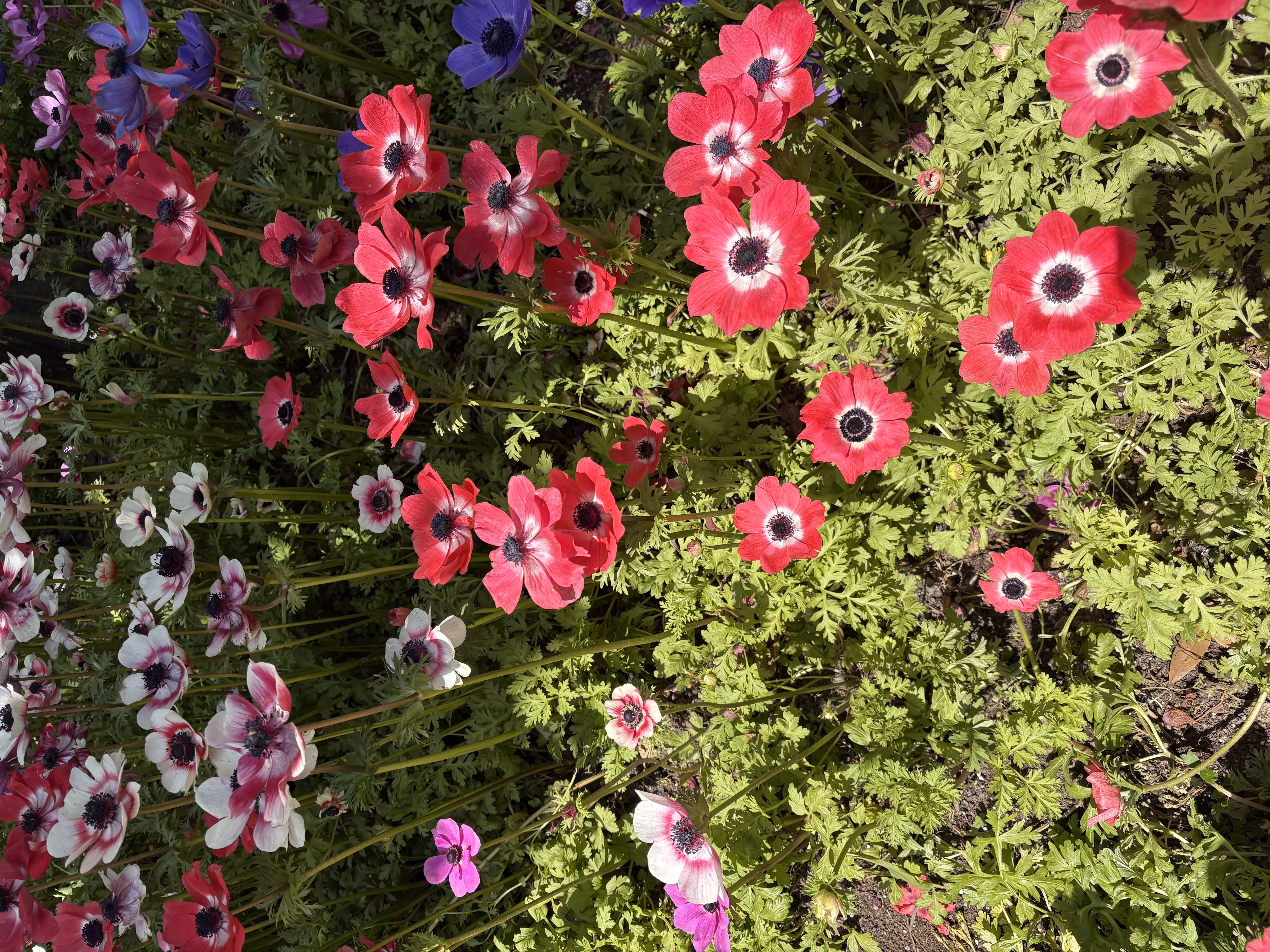 Flower Power 3211316042025520