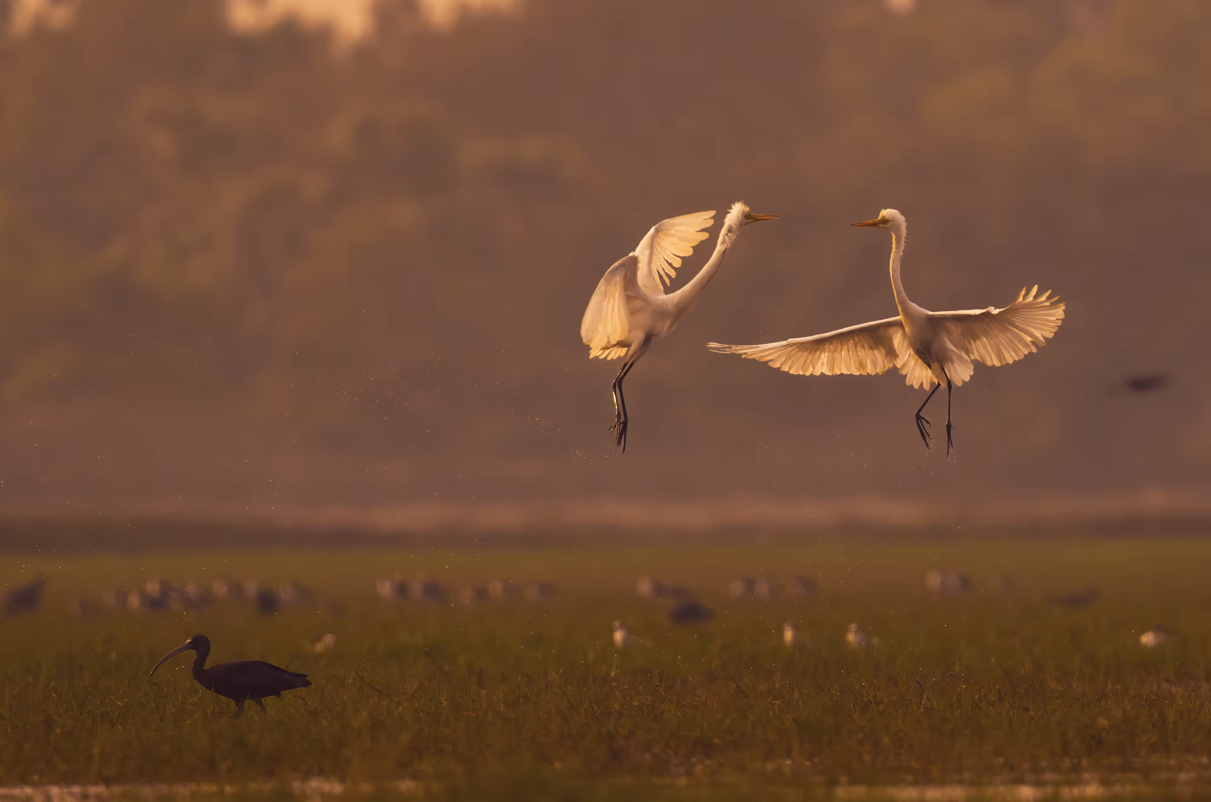 Dance of Egret 