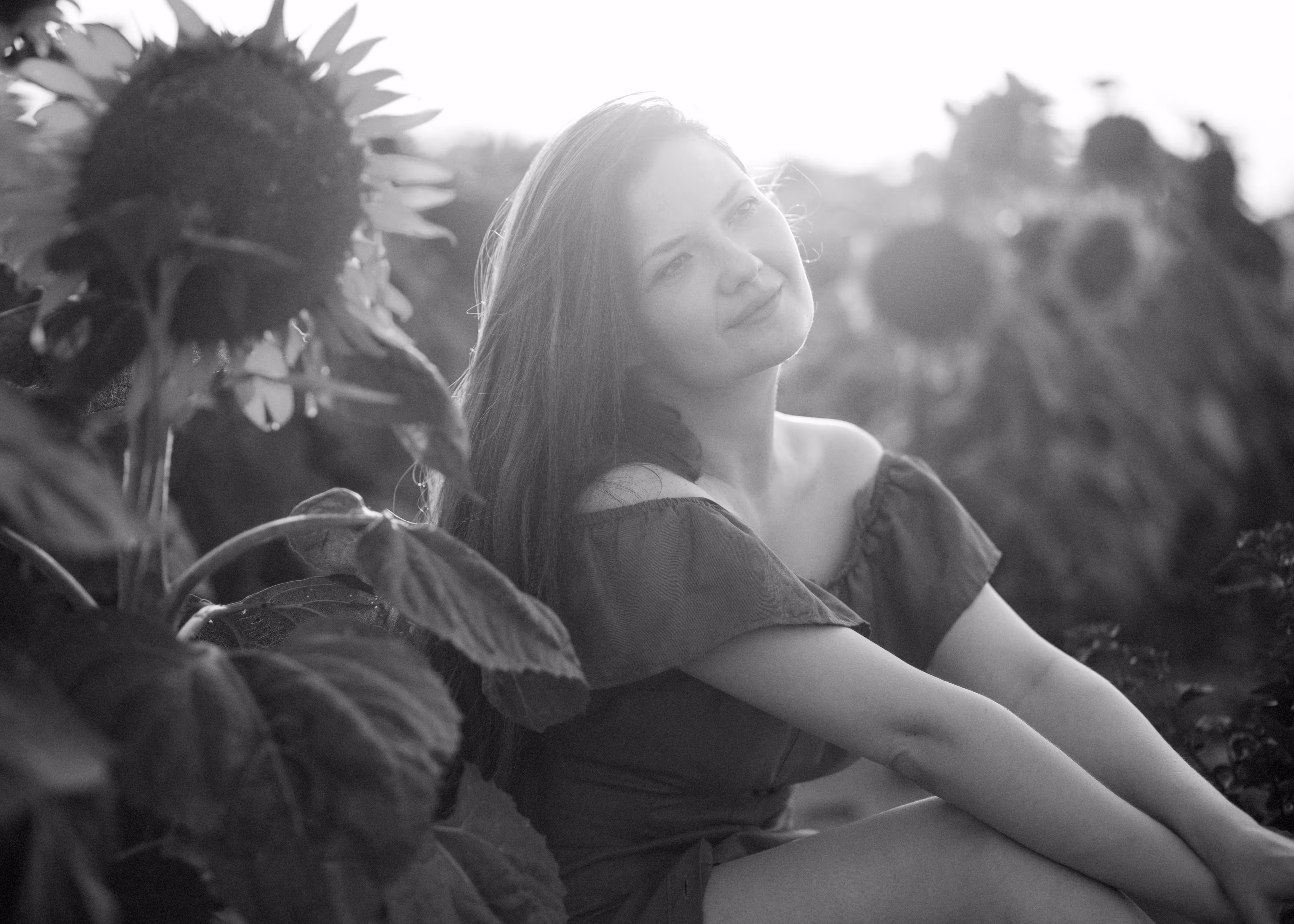 Sunflowers and the Sun