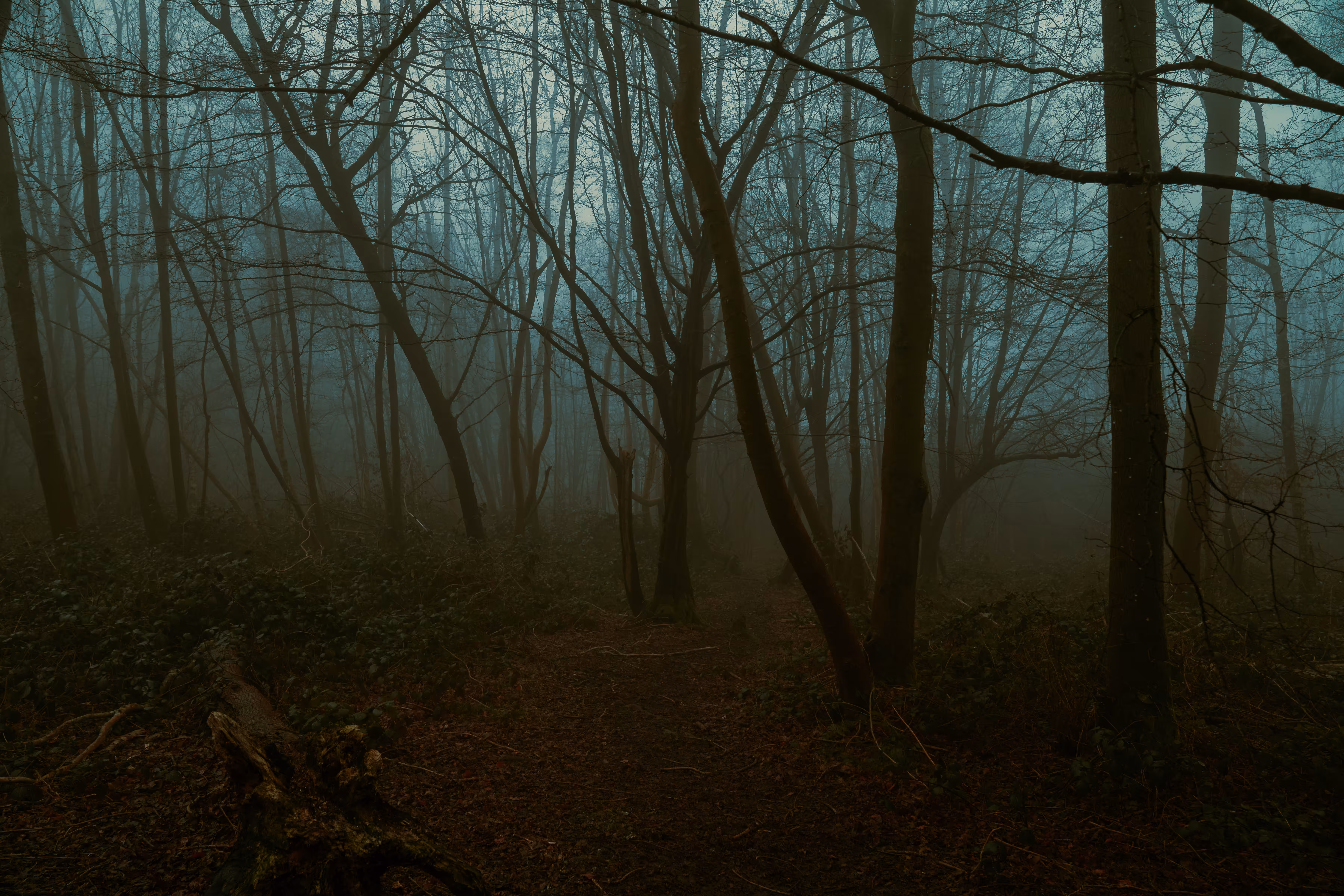 lost in the woods