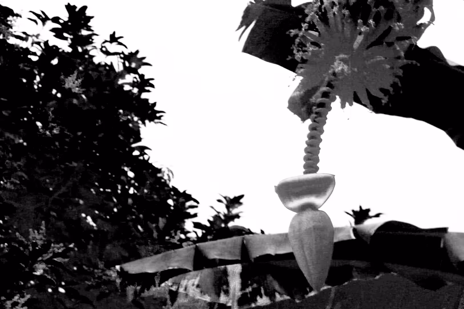 P*rn Banana Tree