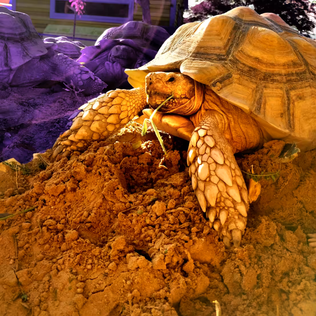 The Golden turtle Buddhist.