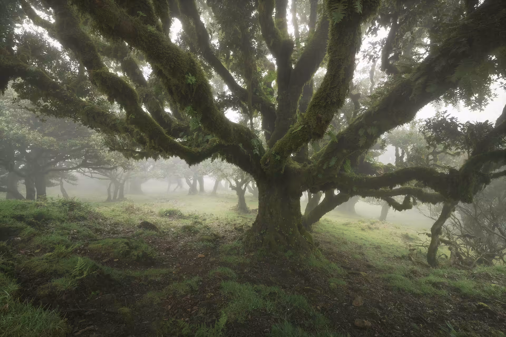 Sylvan Embrace