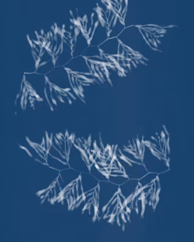 Cyanotypes #80