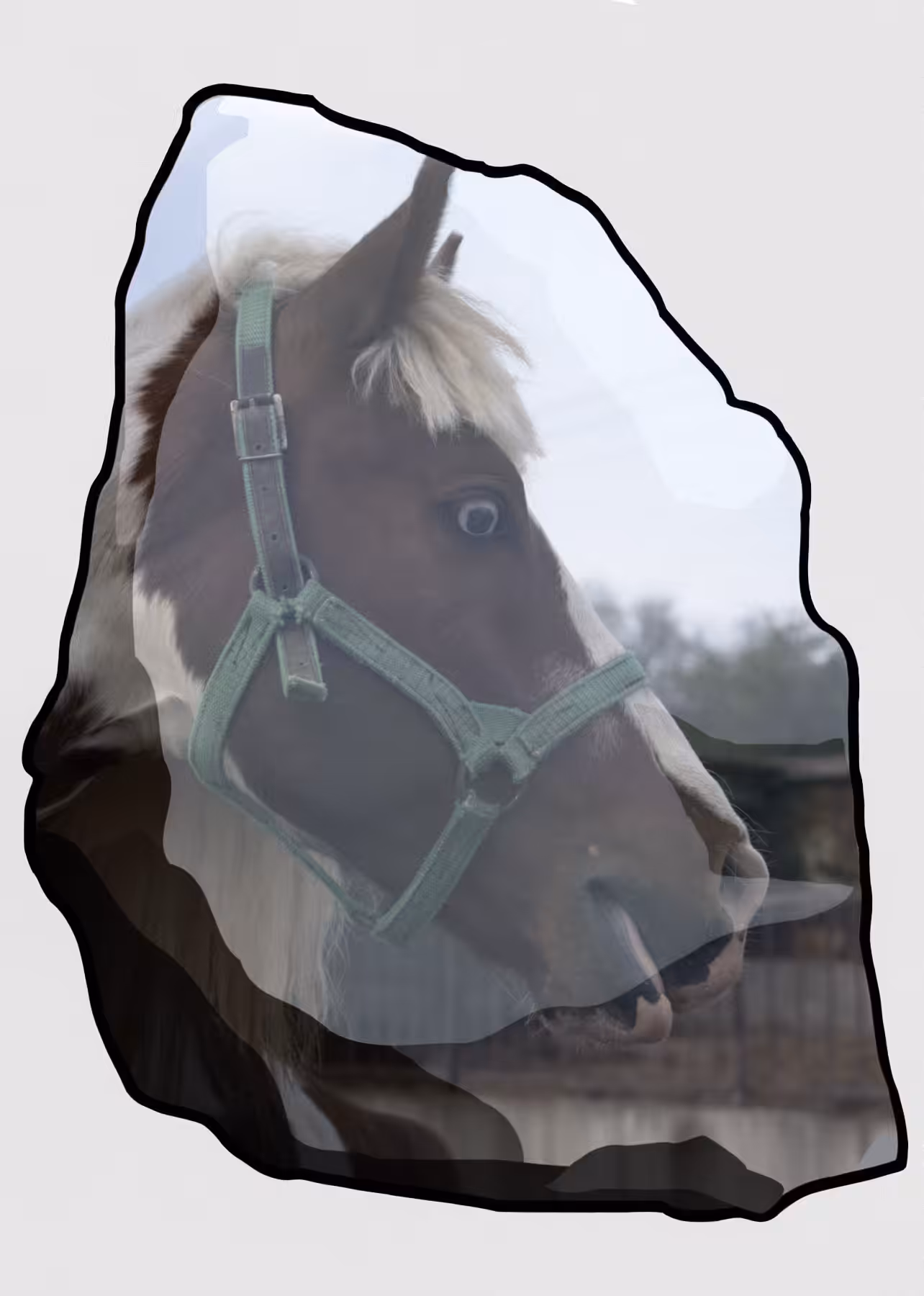 Stunned horse