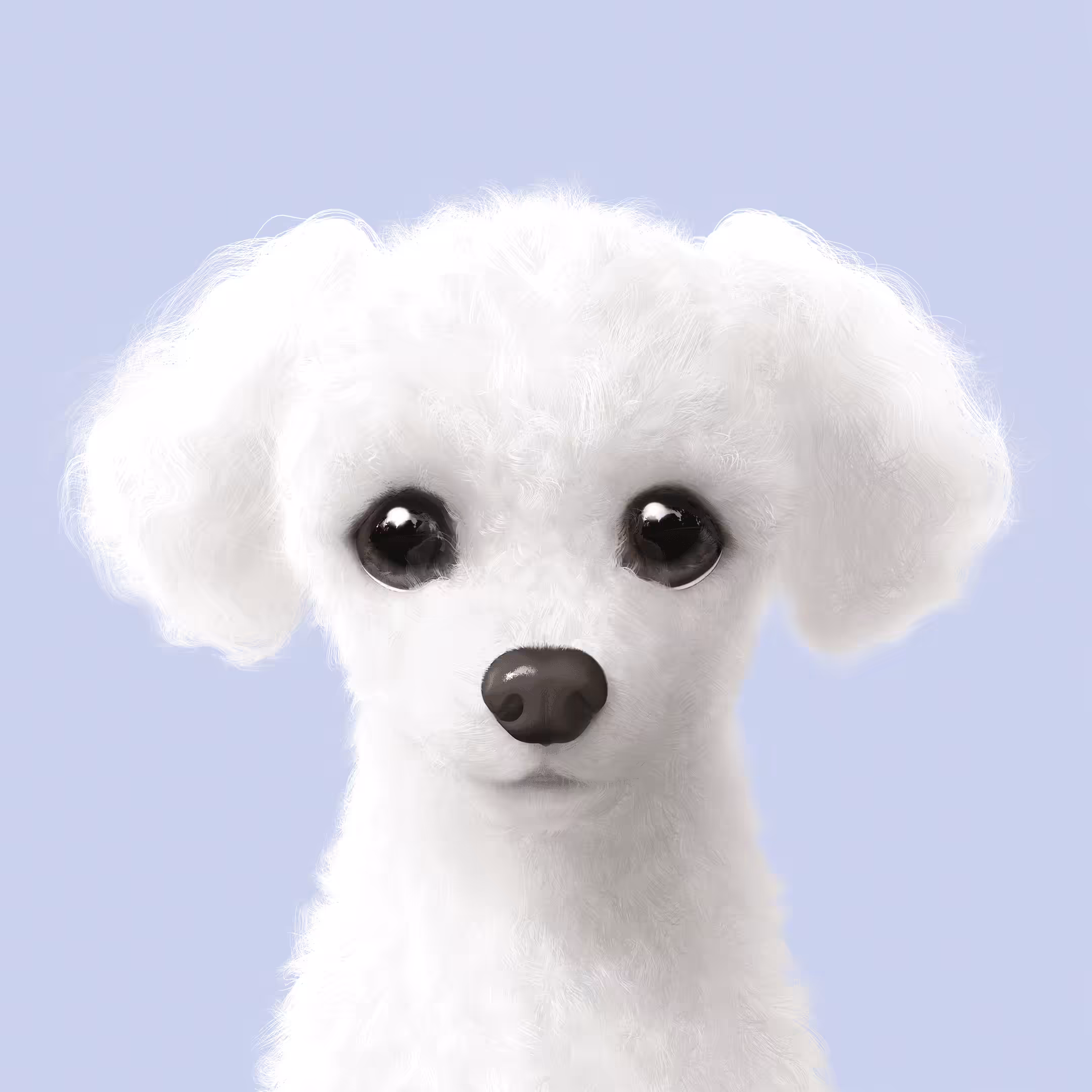 #448 Siri the White Poodle