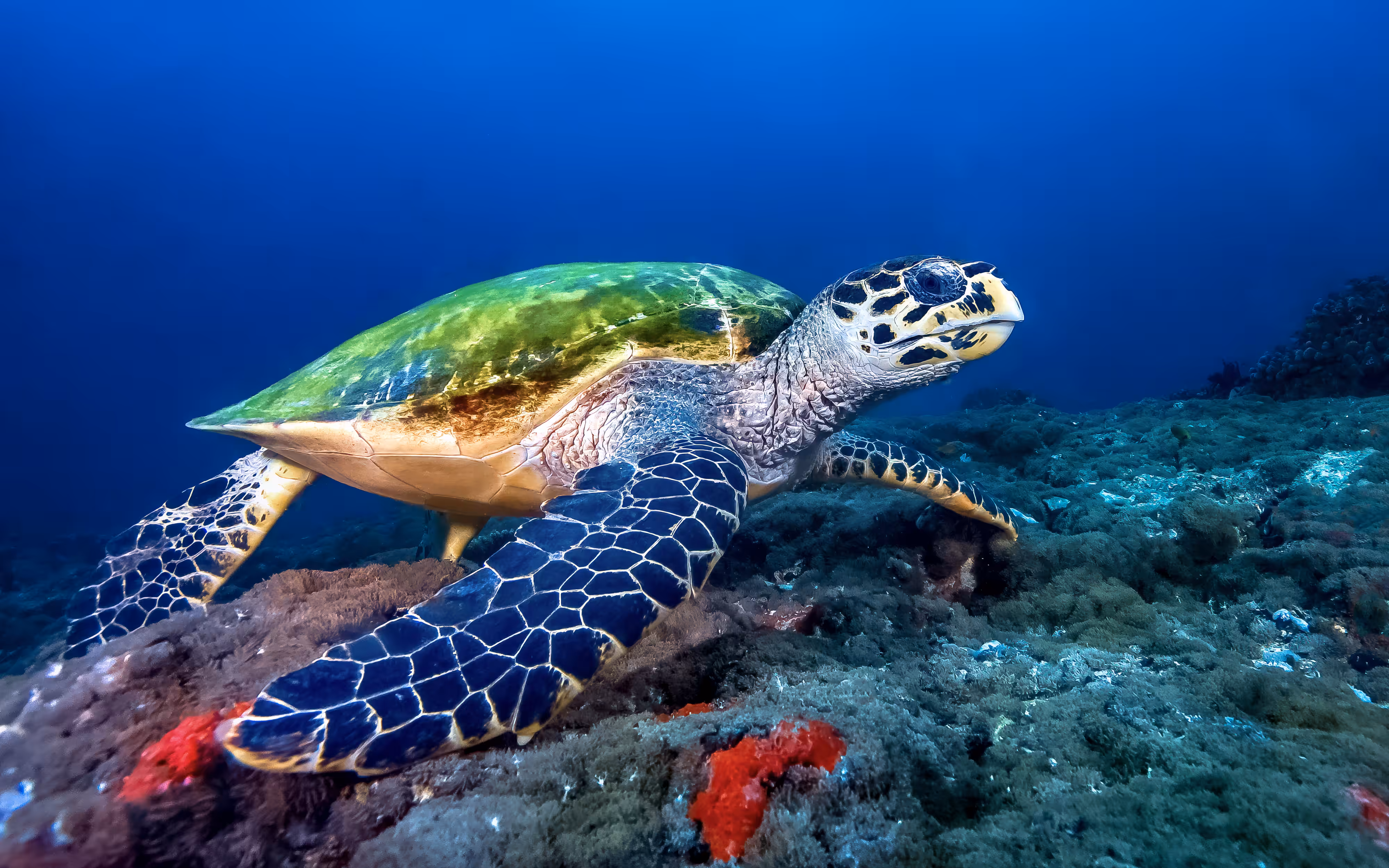 Hawksbill