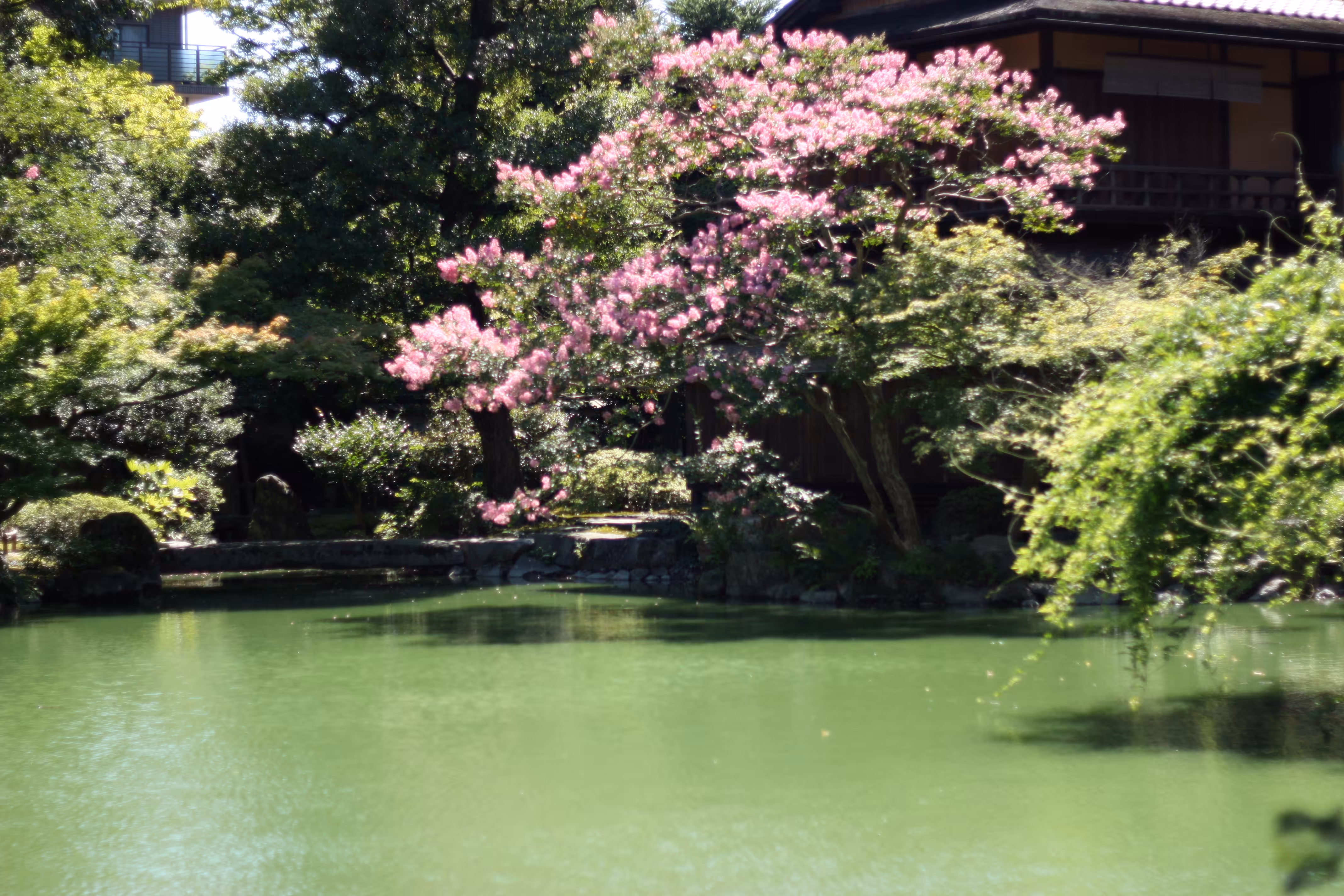 Magic Pond