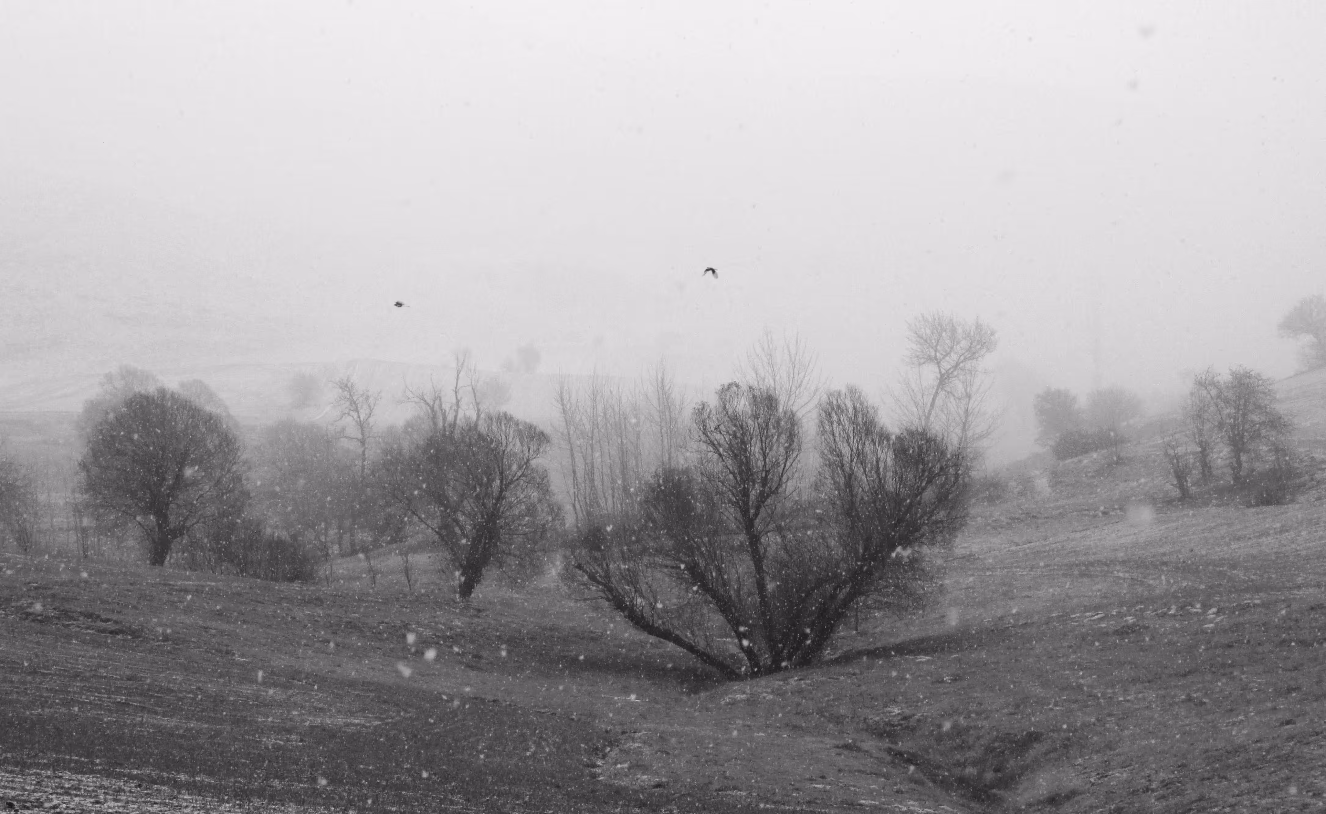 Fog