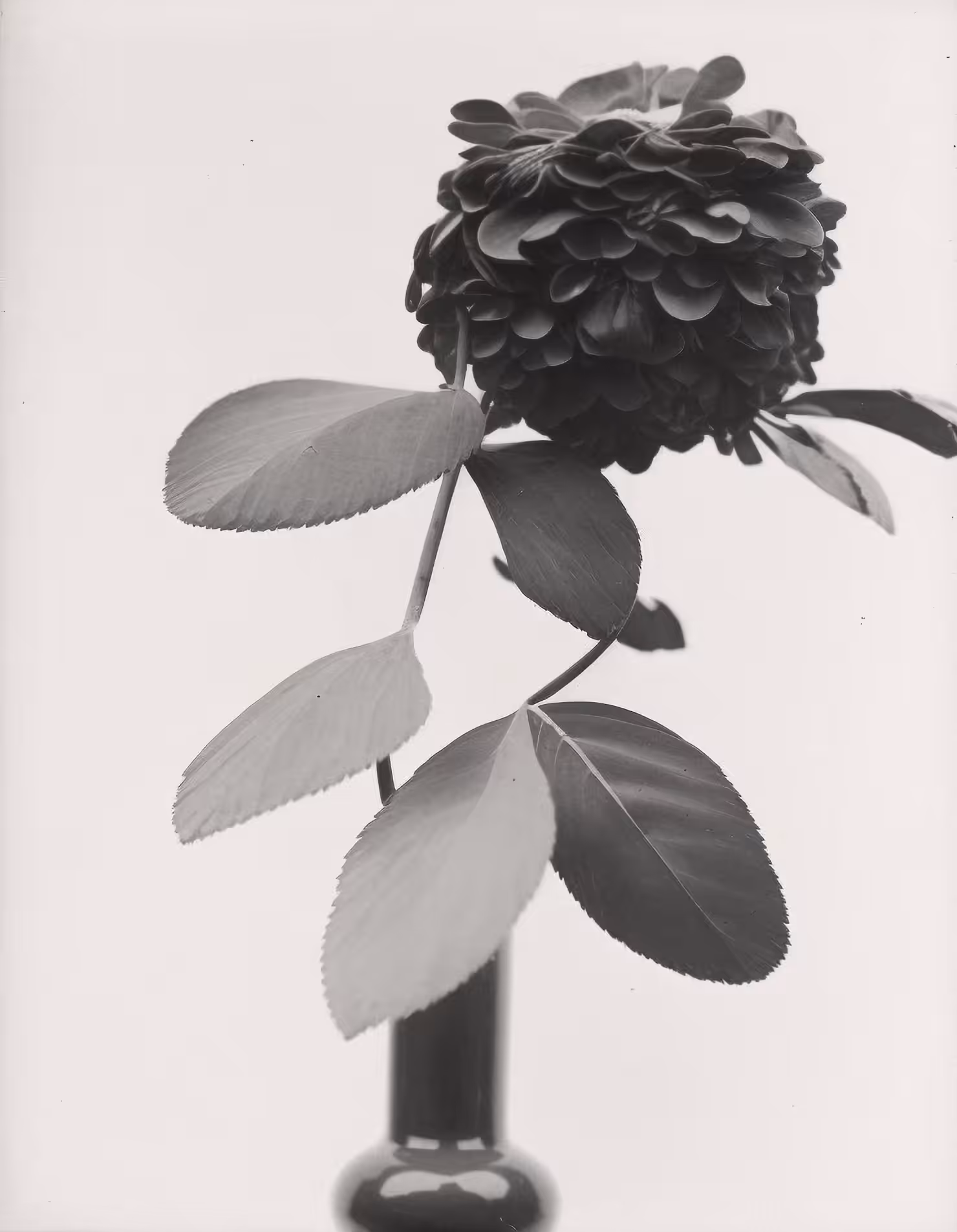 Zinnia, Silver Gelatin Print (printing-out-process), 1885