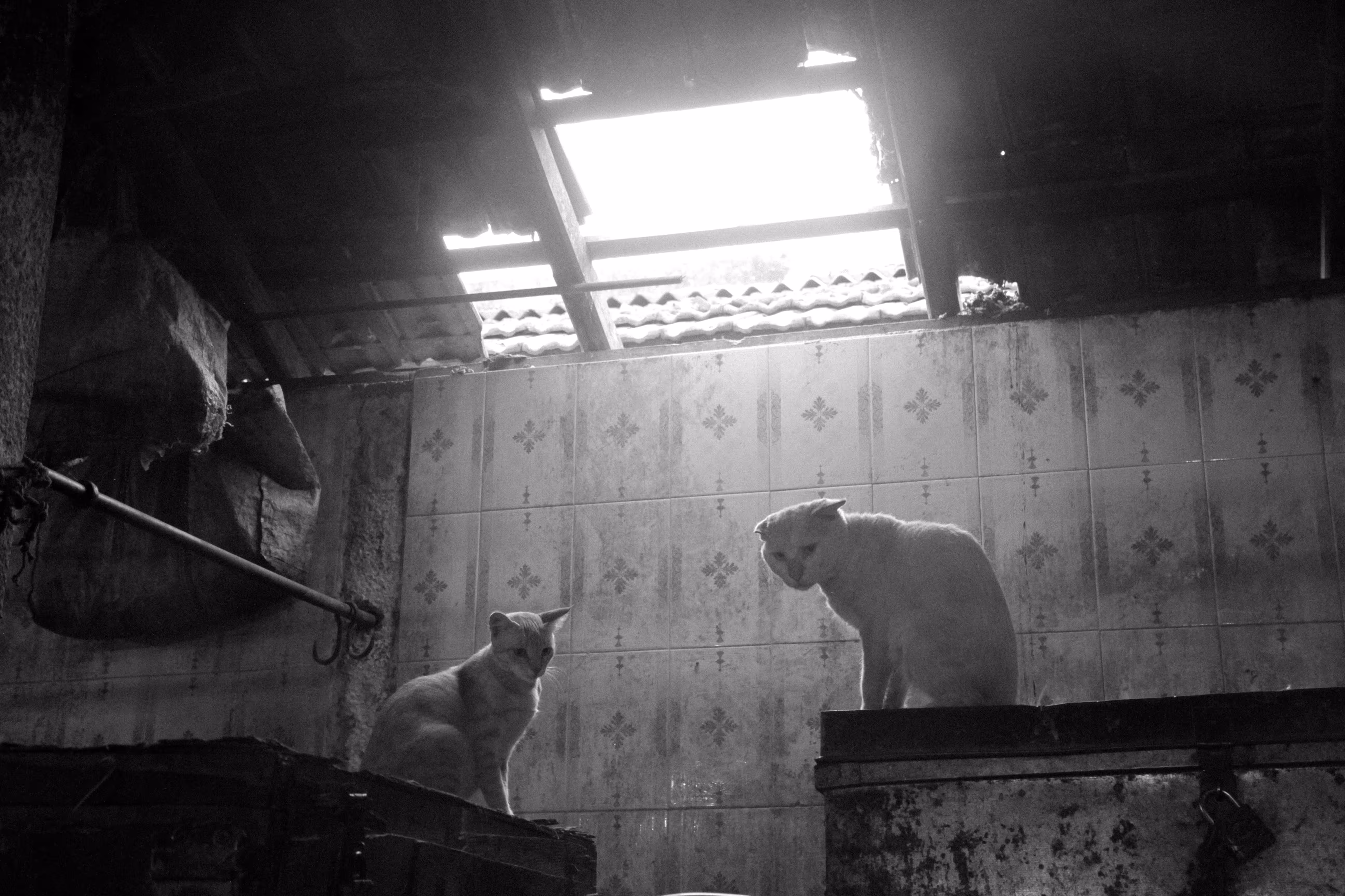 Cats Of Shivaji Nagar