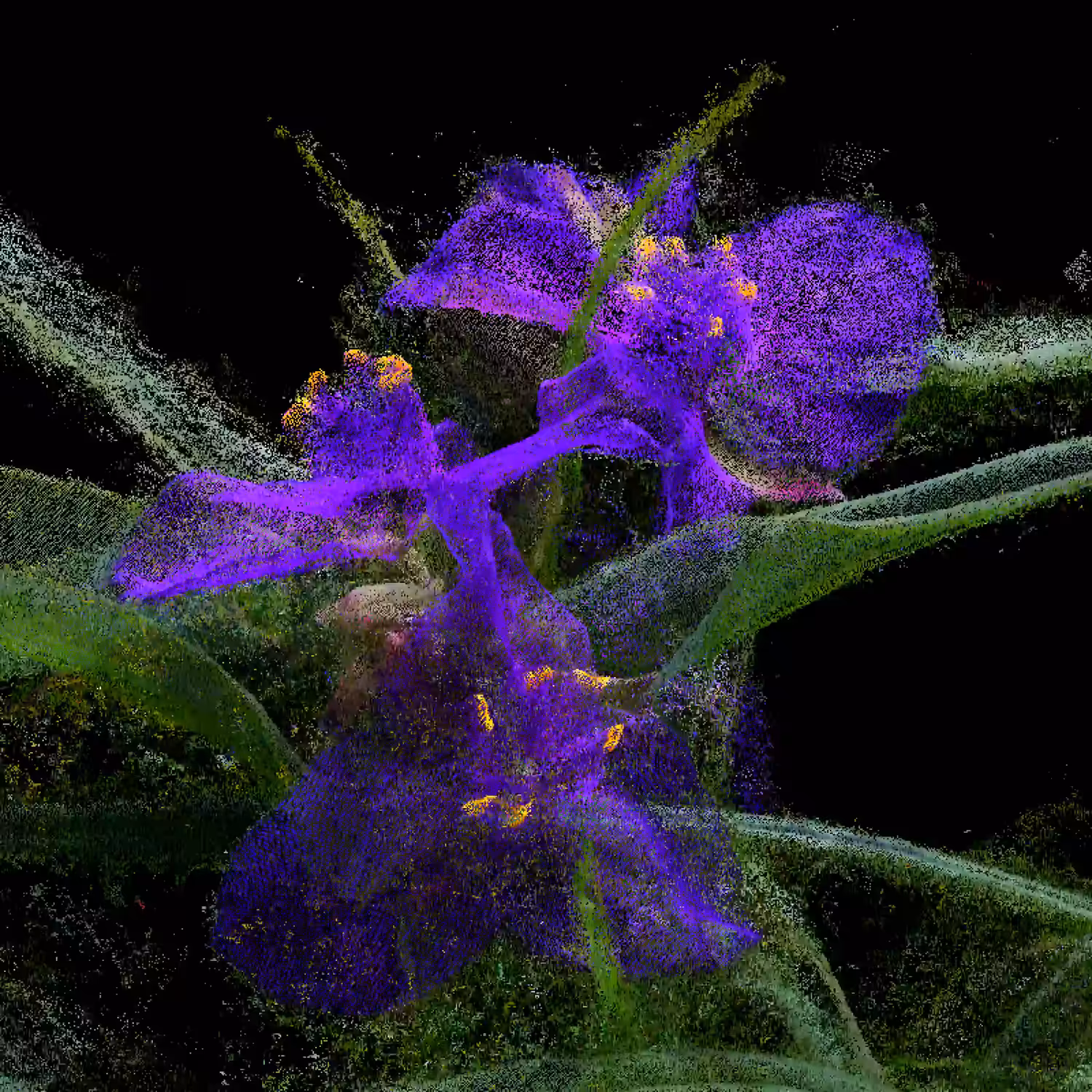 Spiderwort [NFT Version]