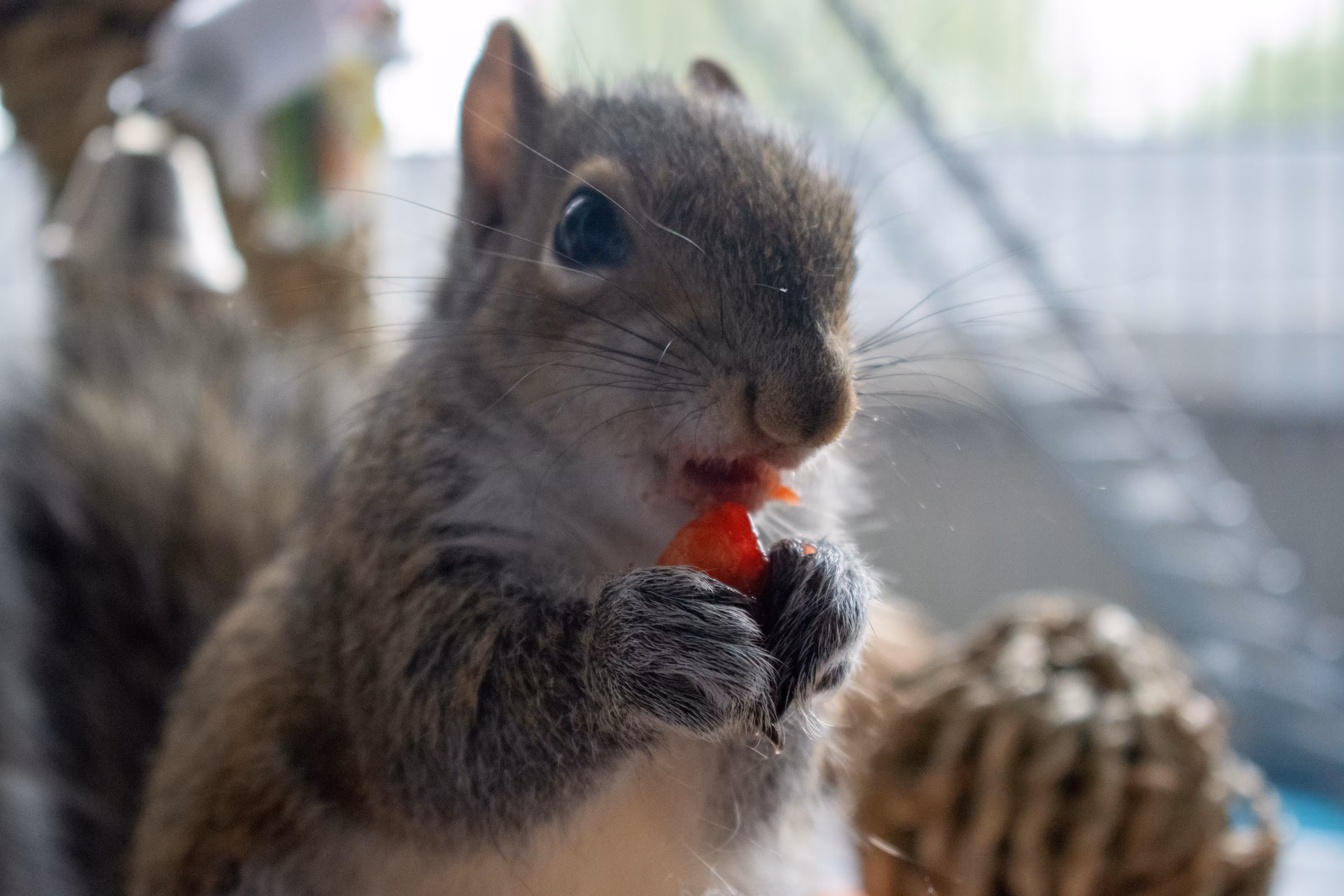 Happy Squirrel 