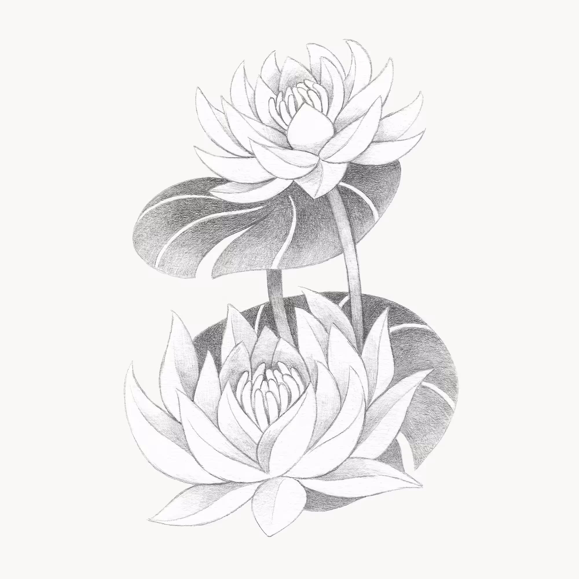 Water Lily