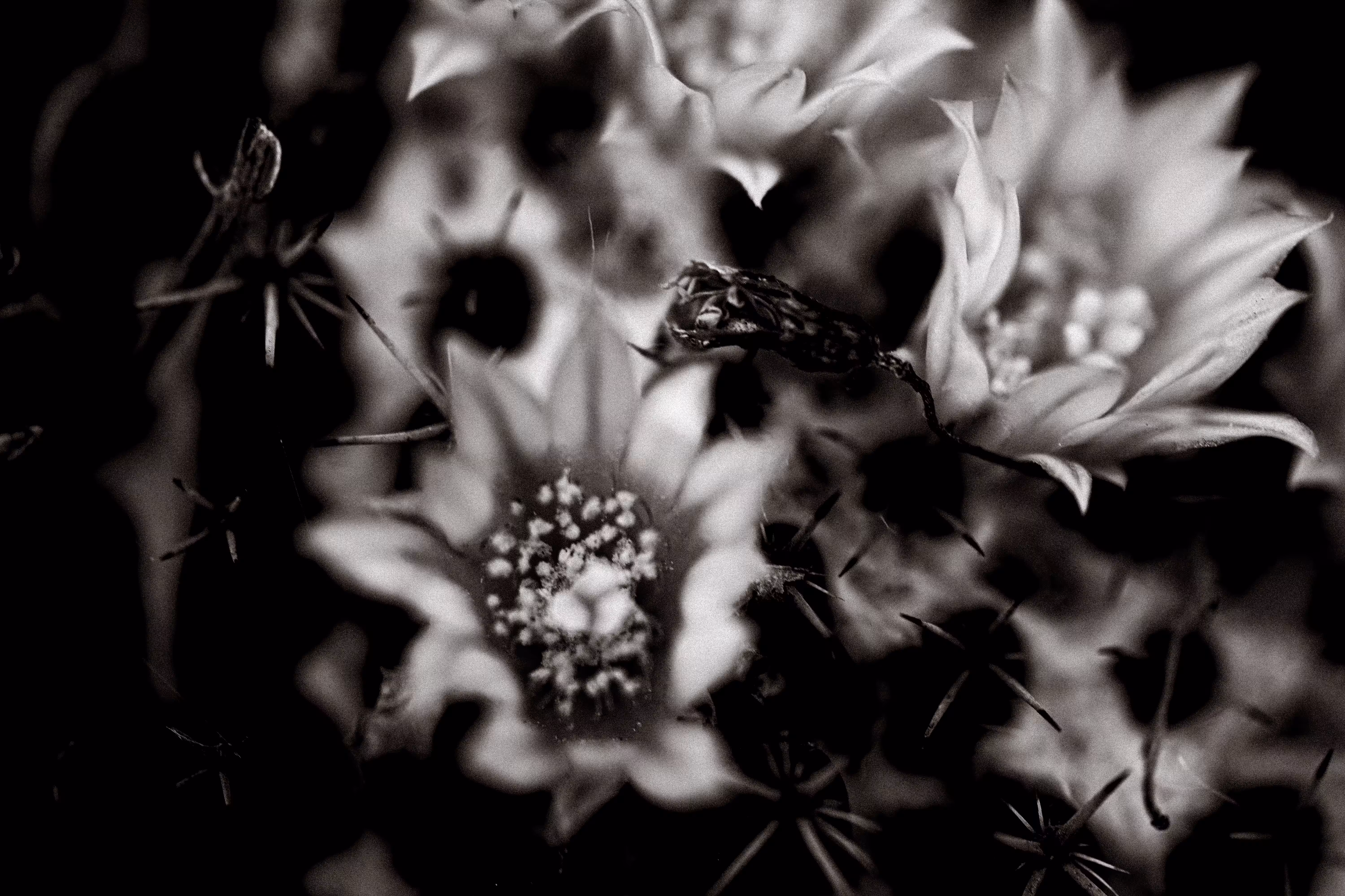 flora 5