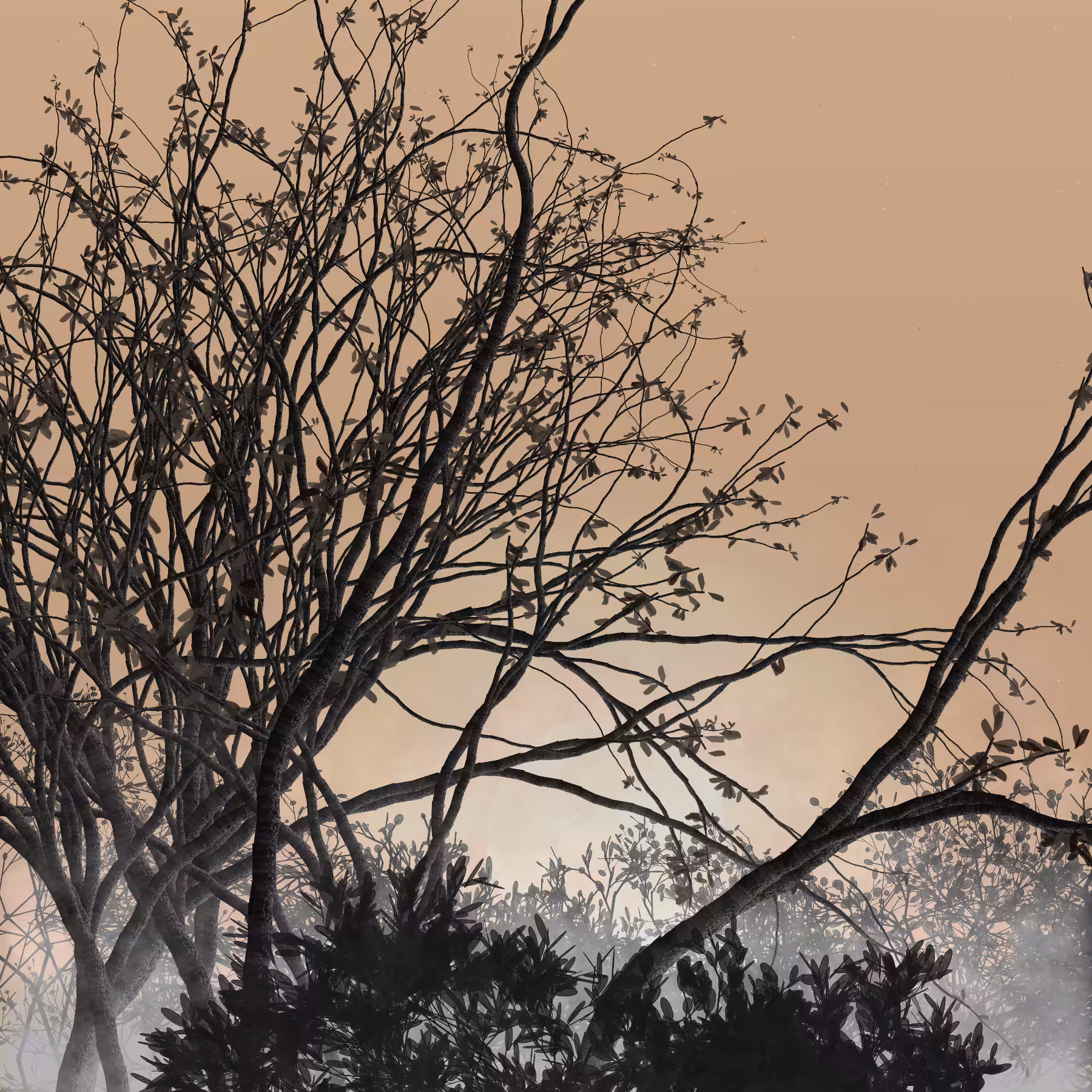 Morning Mist #20
