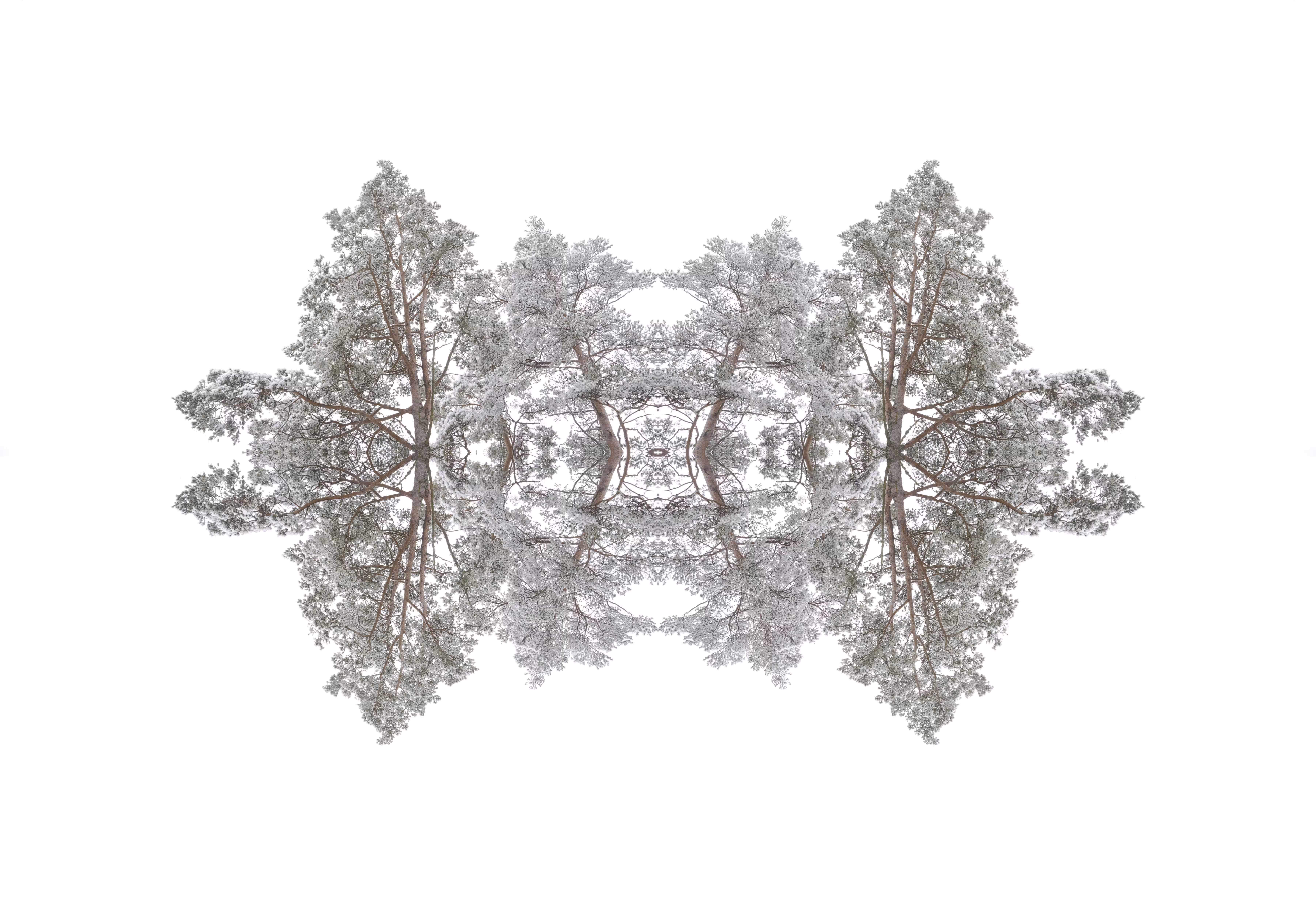 Naturæ Fractalis Two: Evolutive positivity