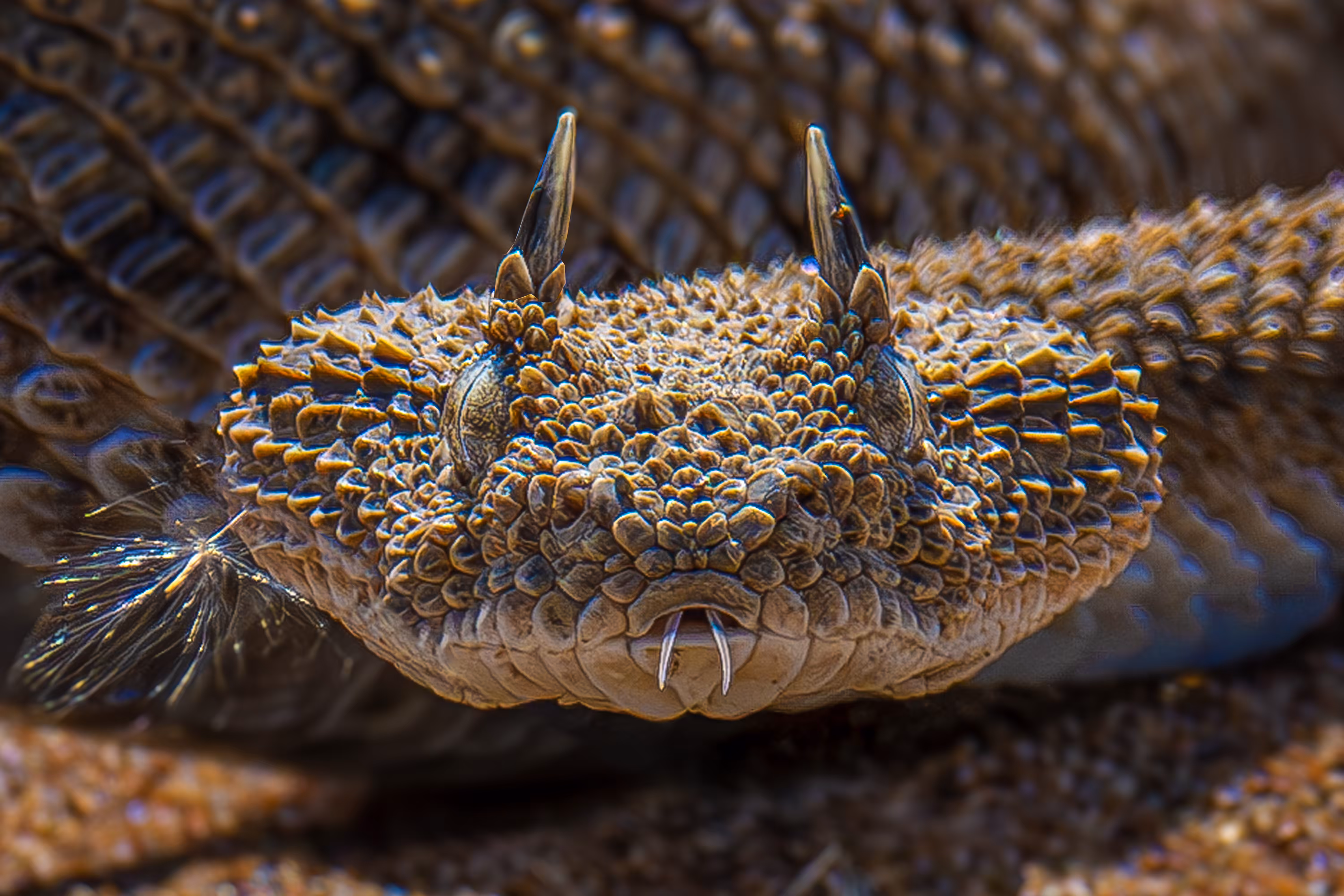 my photography: horned viper snake #2