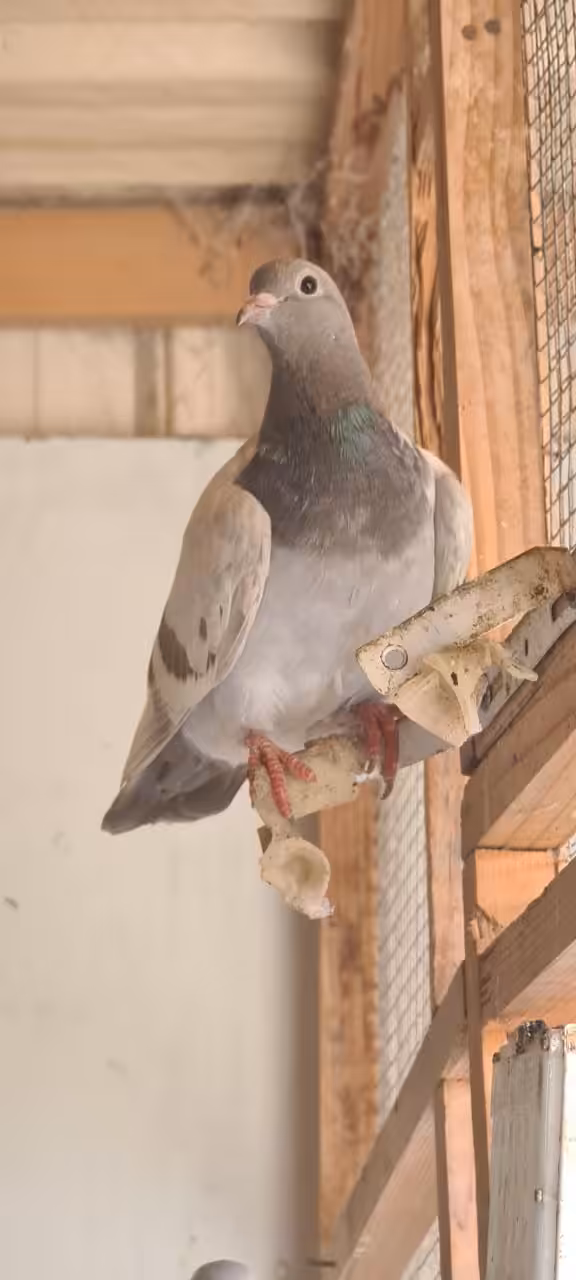 legendary LoveBird
