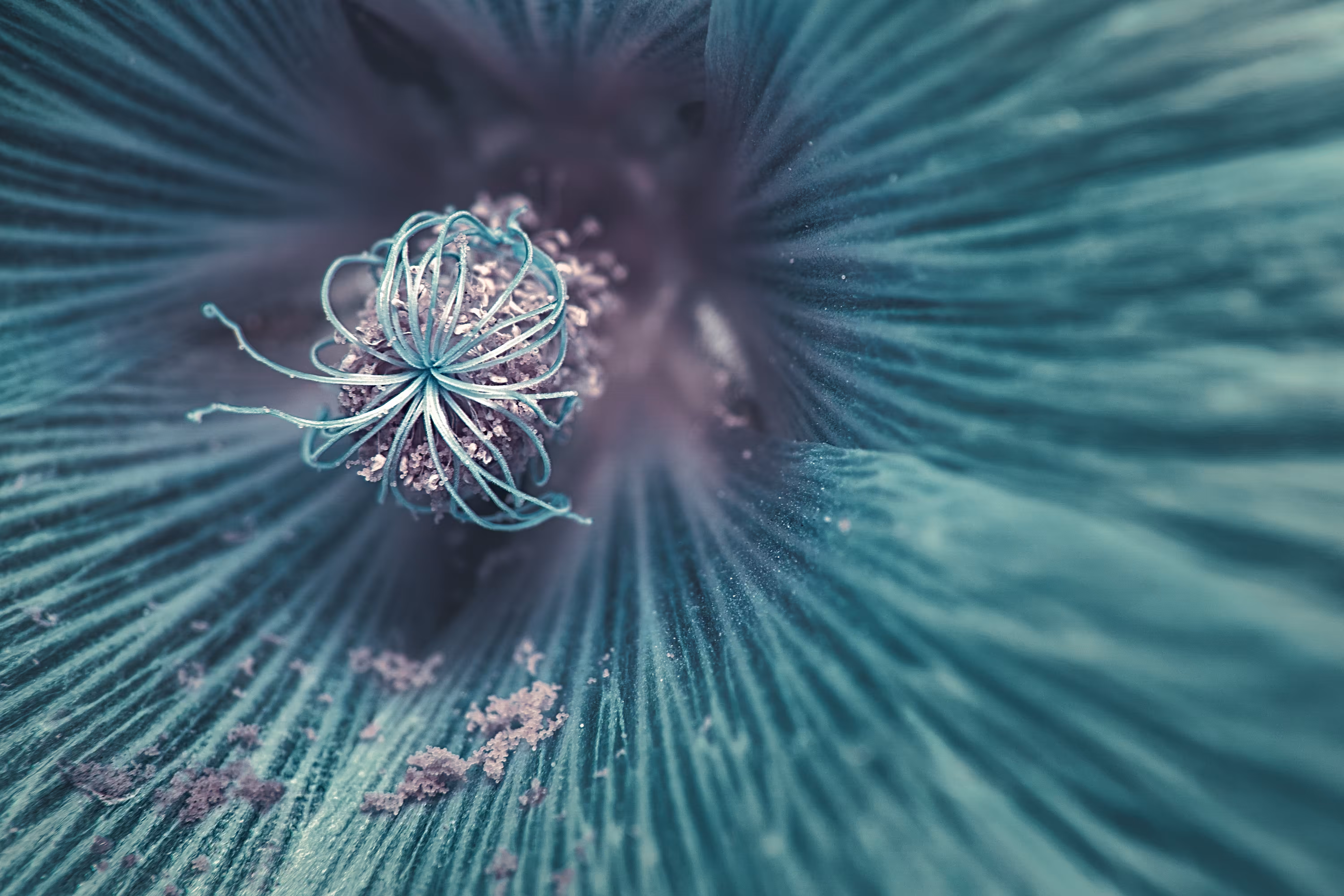 Infra-Flora V