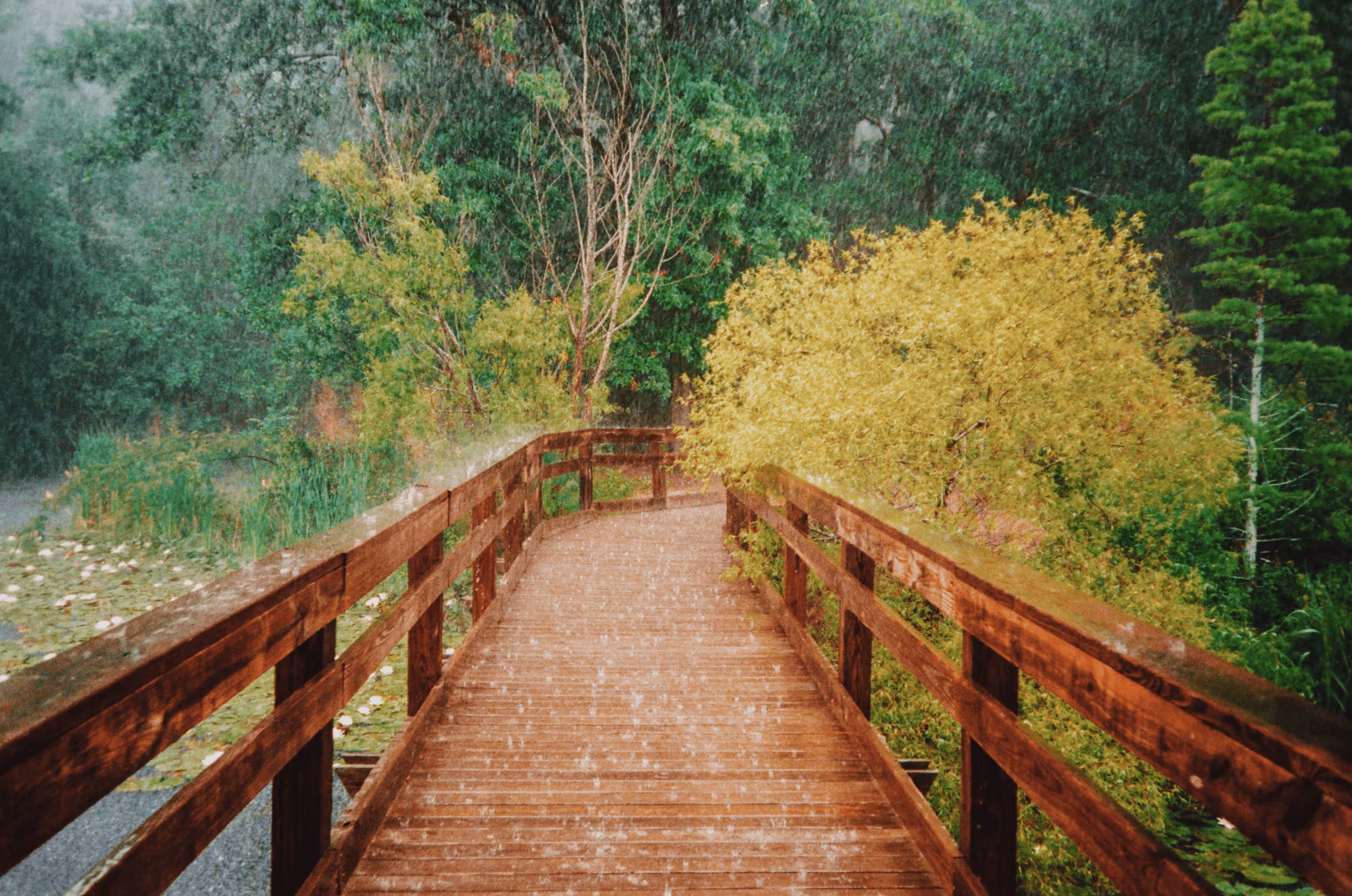 Rainy Boardwalk