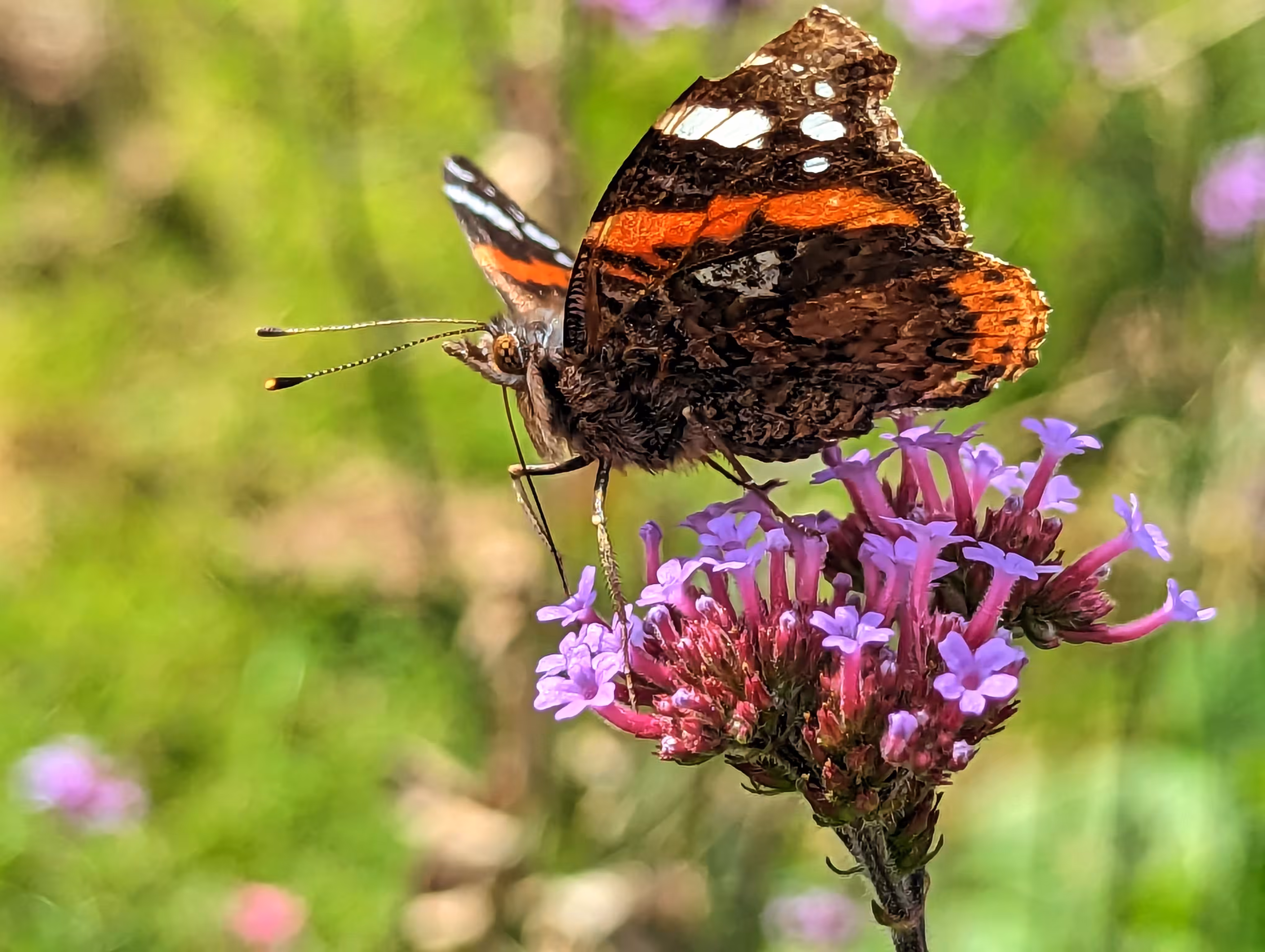 Morning butterfly