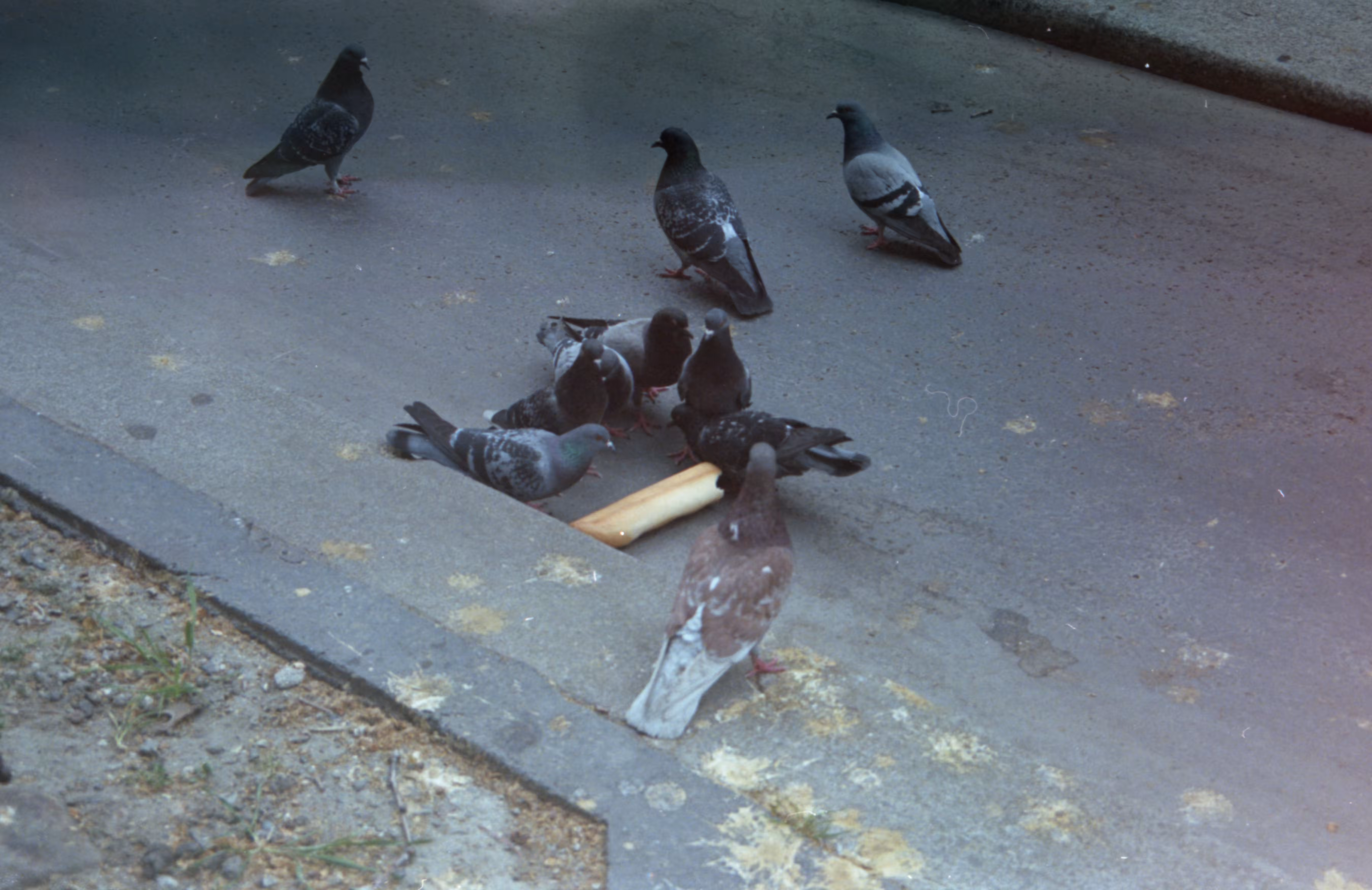 Paris Film Photography: pigeons