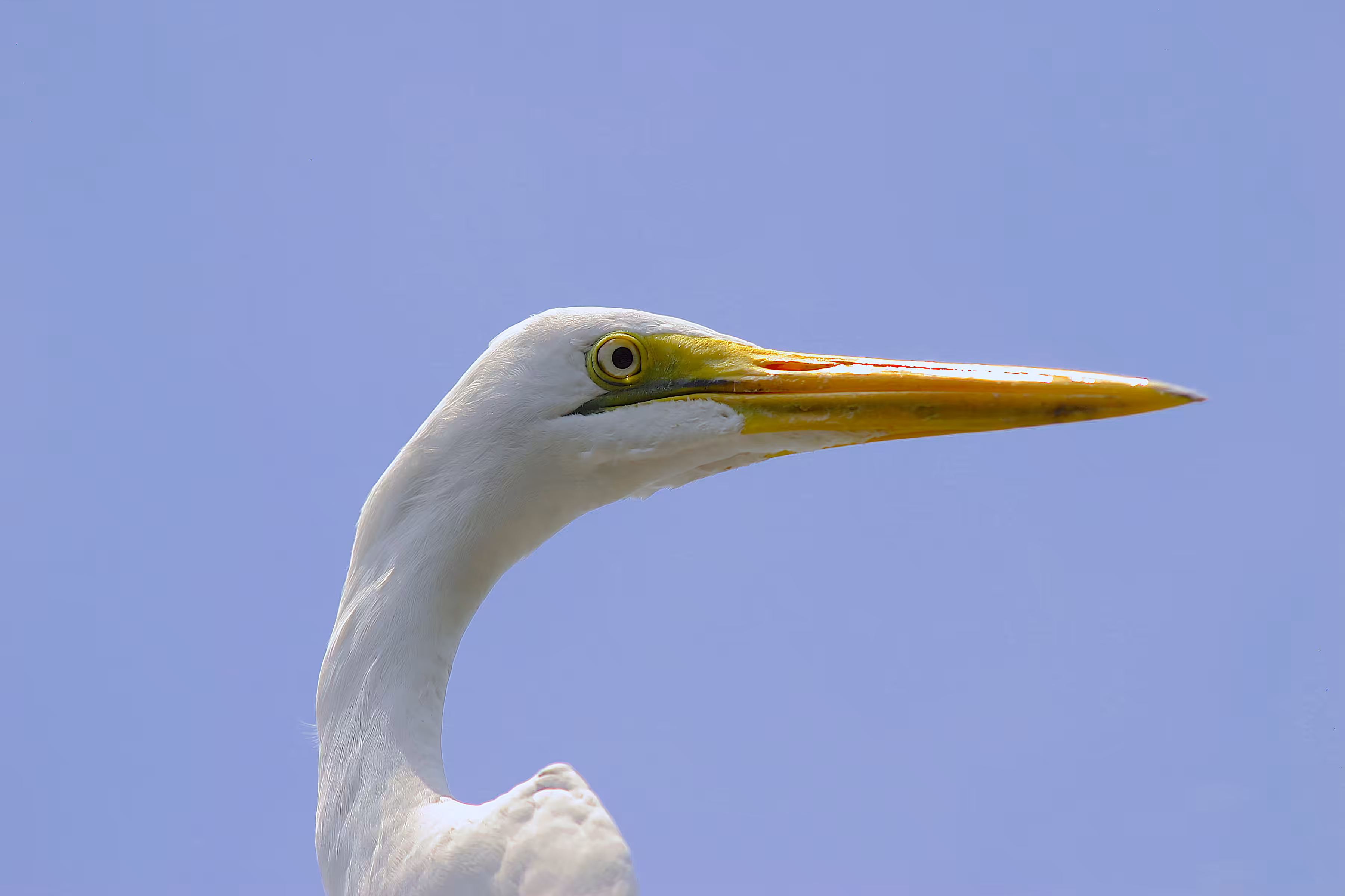 Palm Island Great Egret