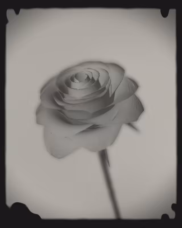 Rose 1851 #88