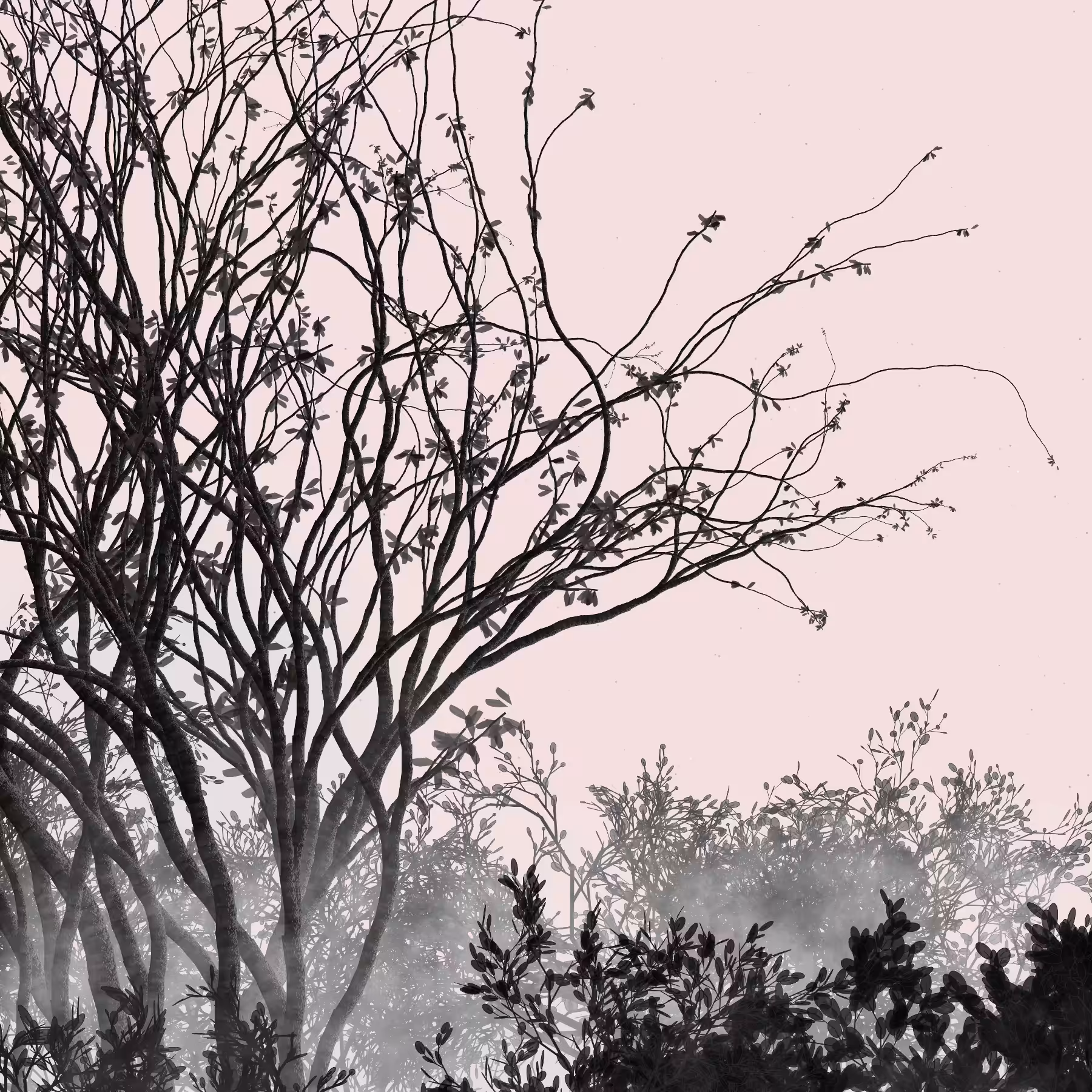 Morning Mist #45