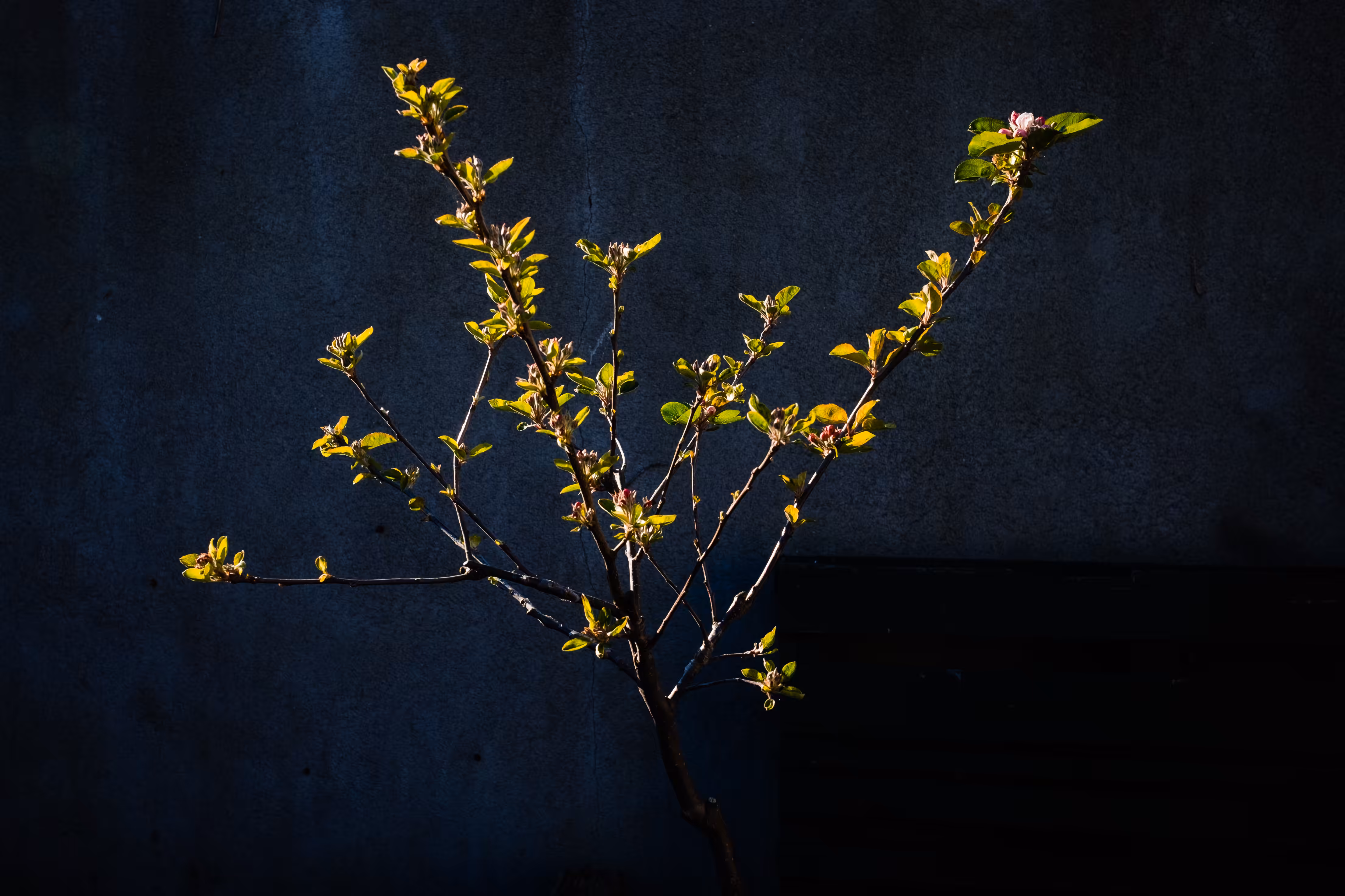 Photography: Young Apple Tree