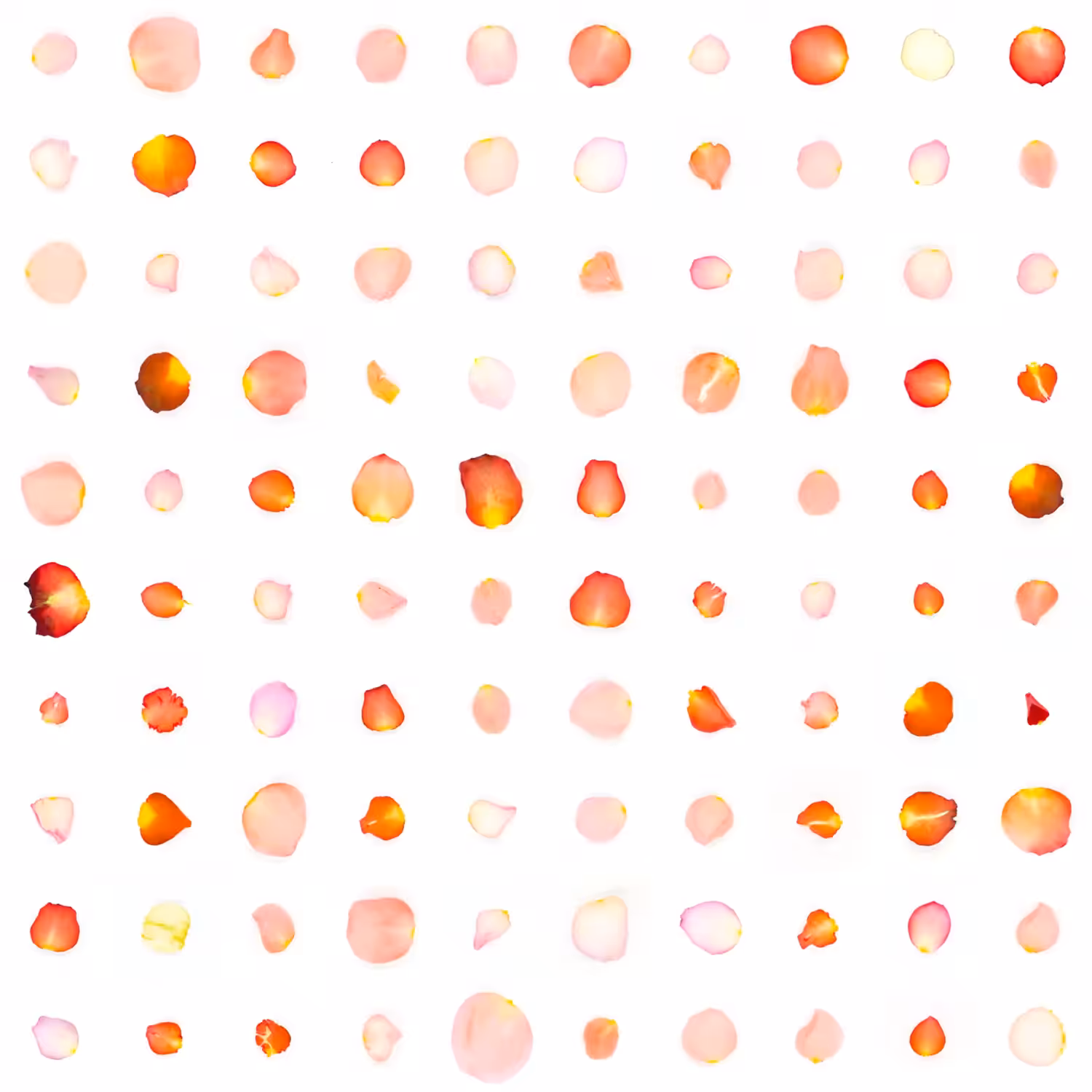 Infinite Petals 10x10#1541