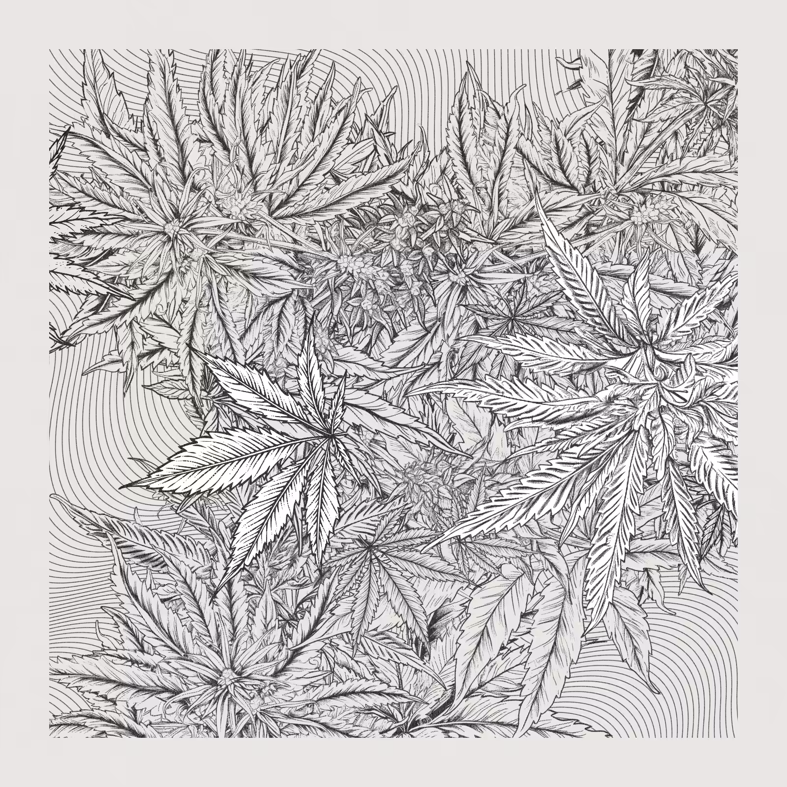 zancannabis #381
