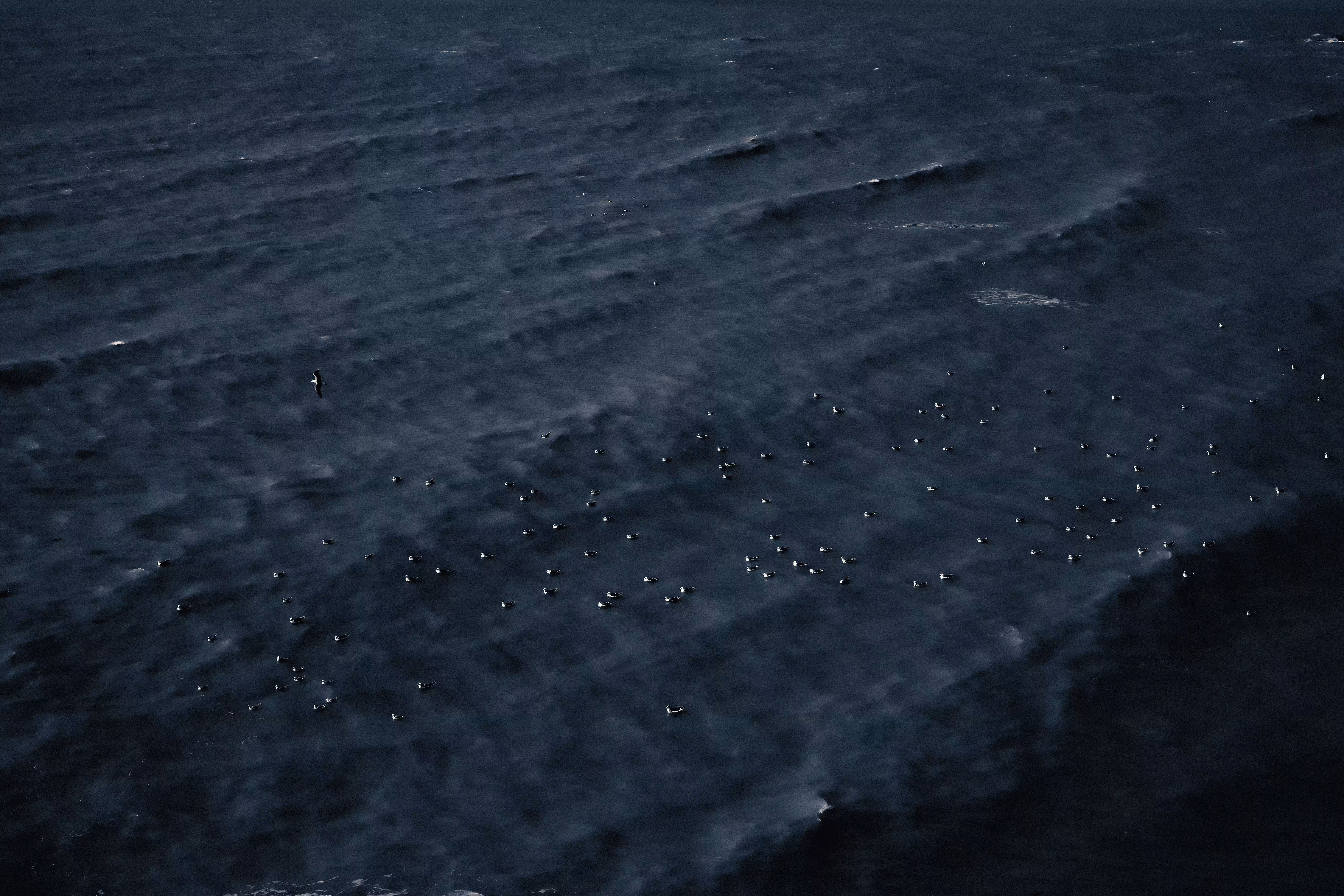 Silk carpet and seagulls