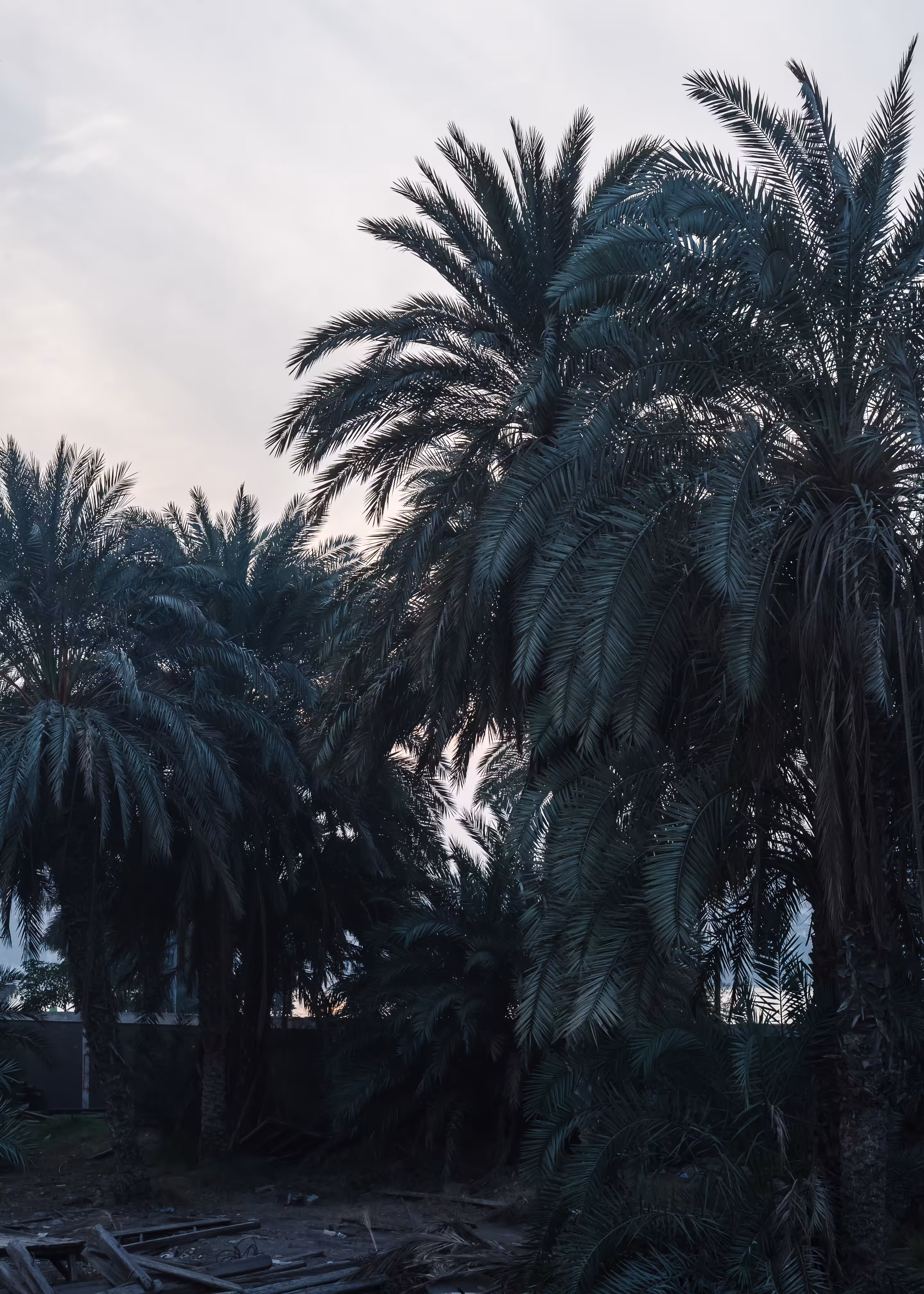 Cairo Sunset #18