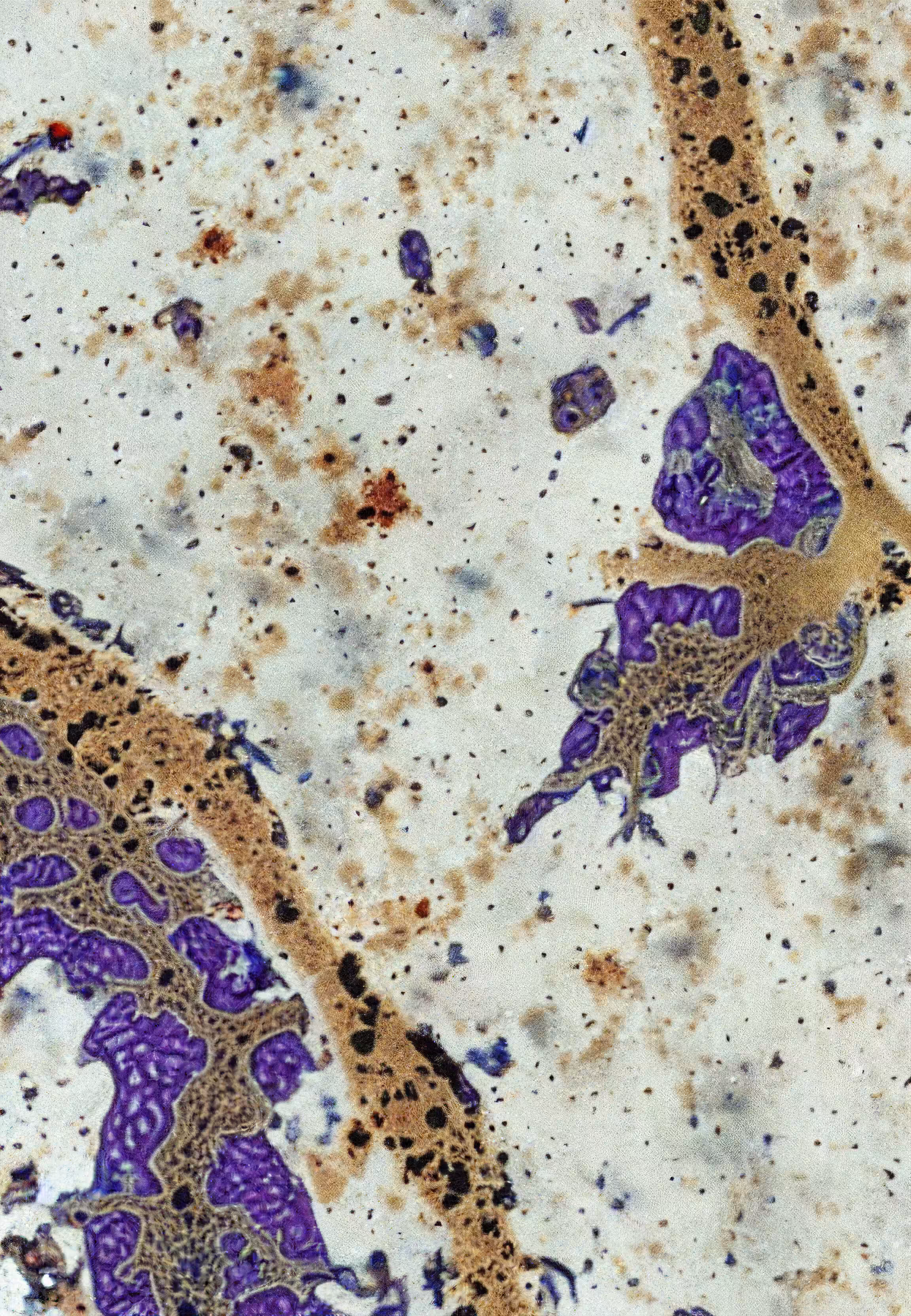 Histologia In Silico #131
