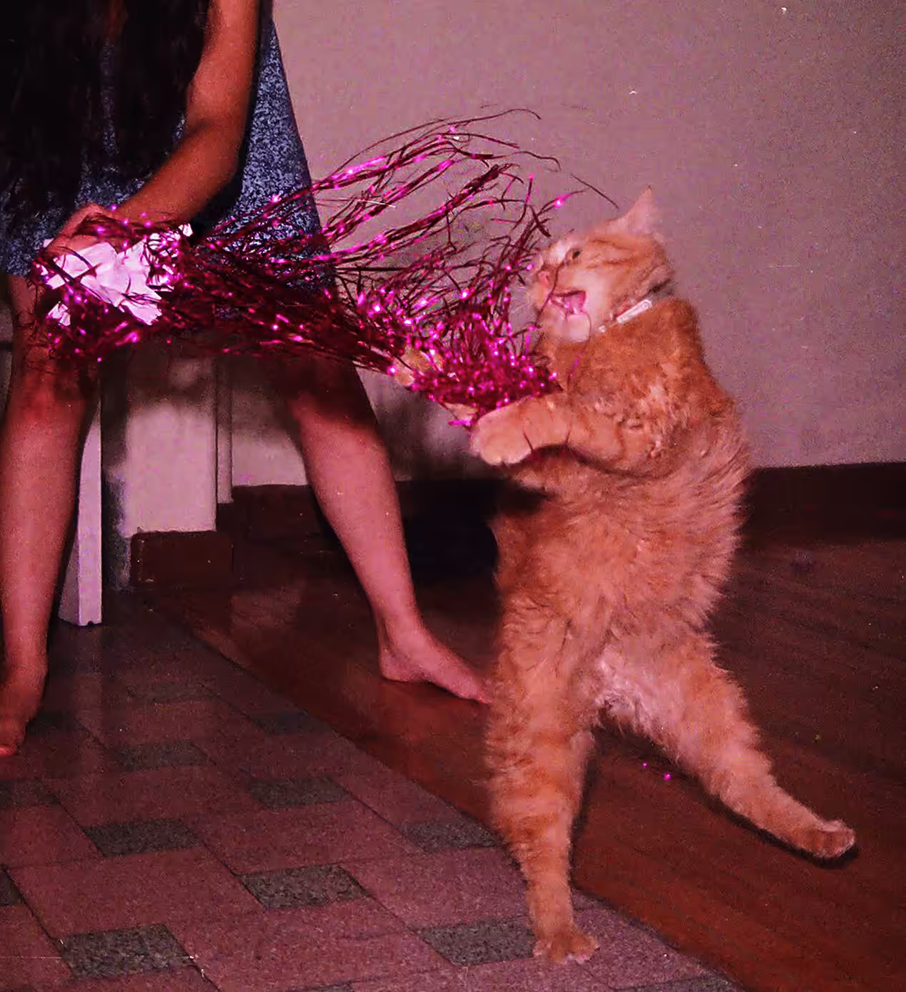 tumblr cat 2009