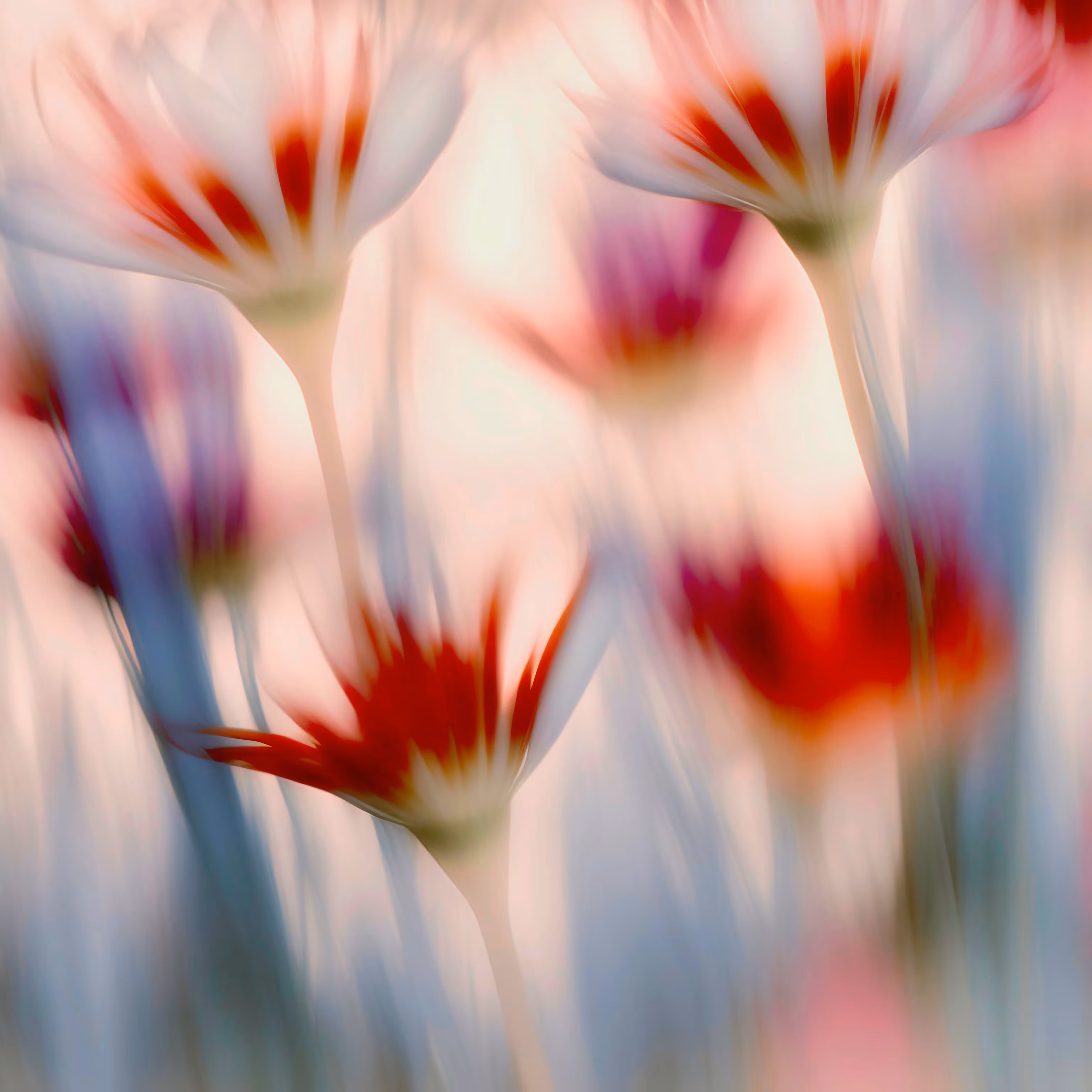 Gaussian Garden I