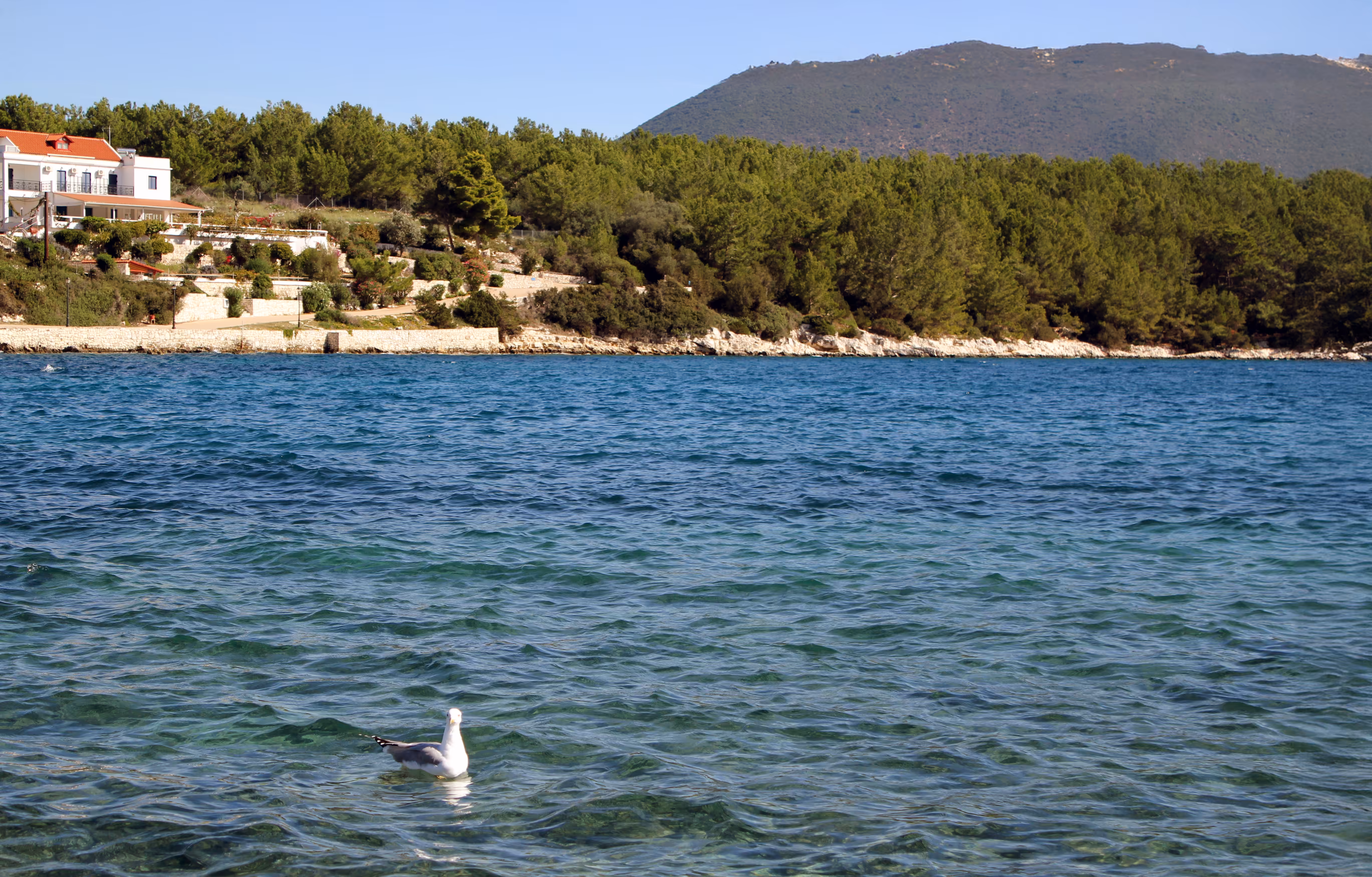 seagull
