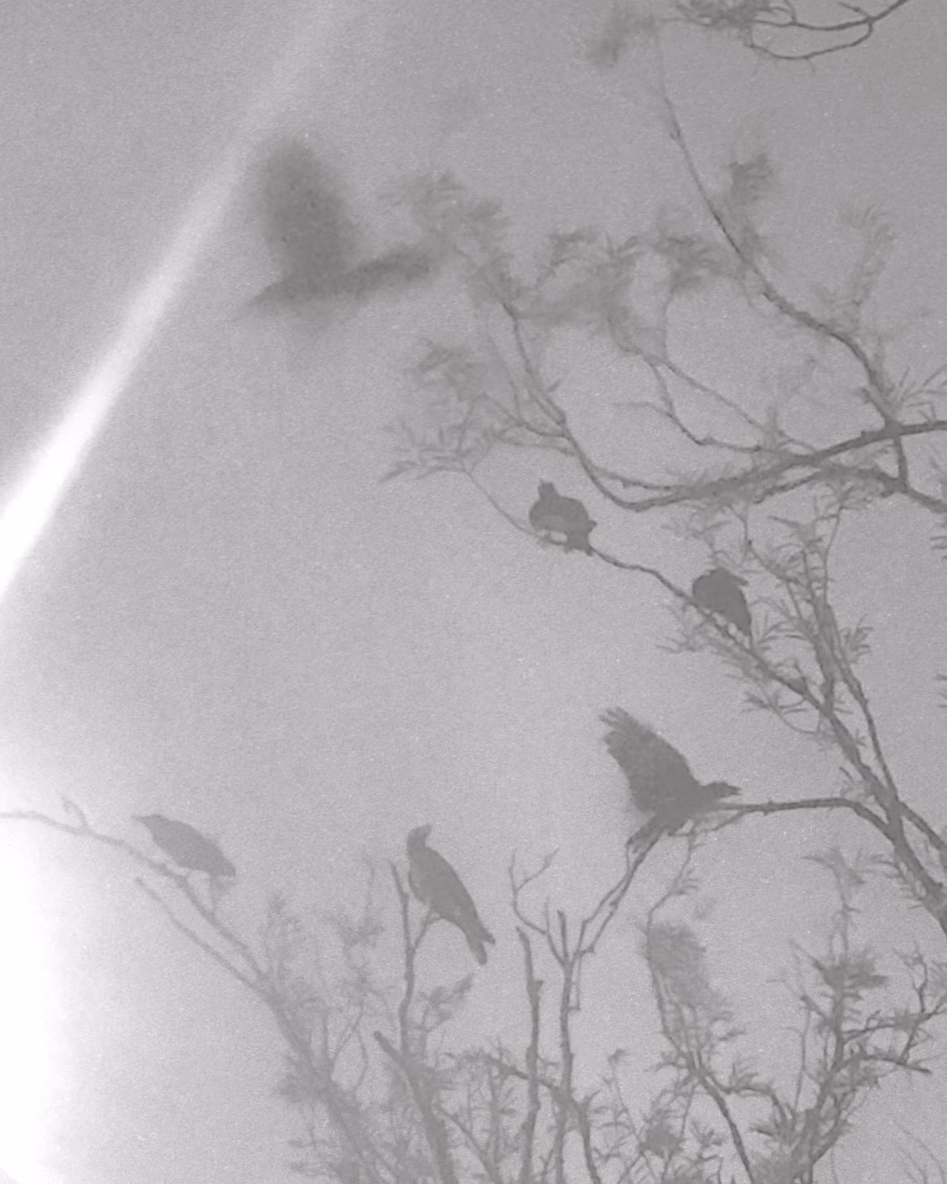 Blackbird