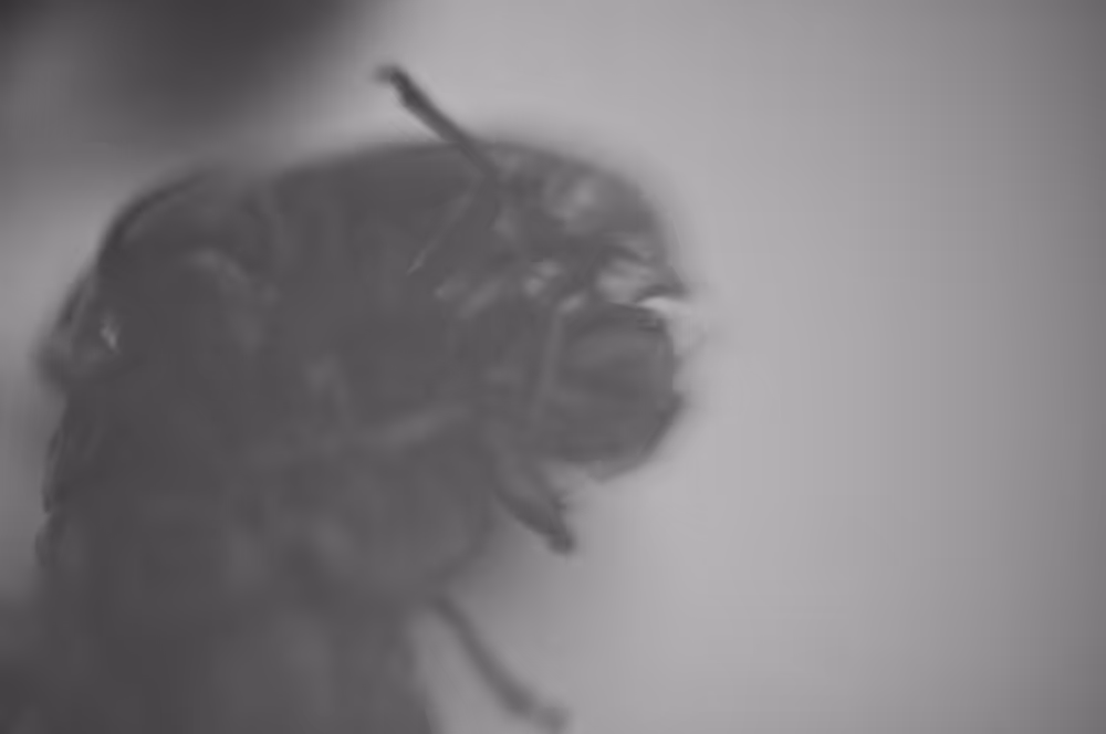 Cicada 8370 #1