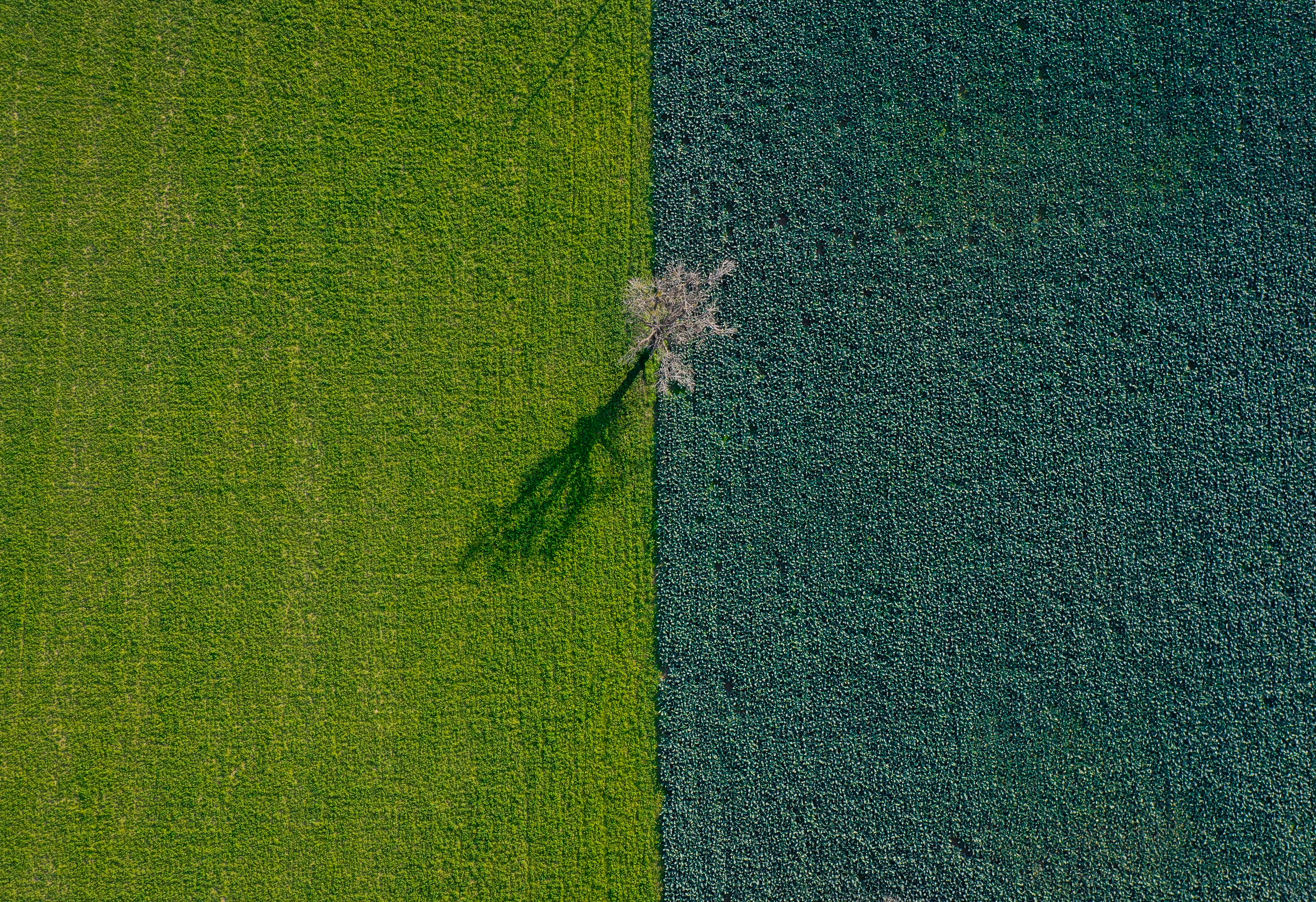 Minimal Tree
